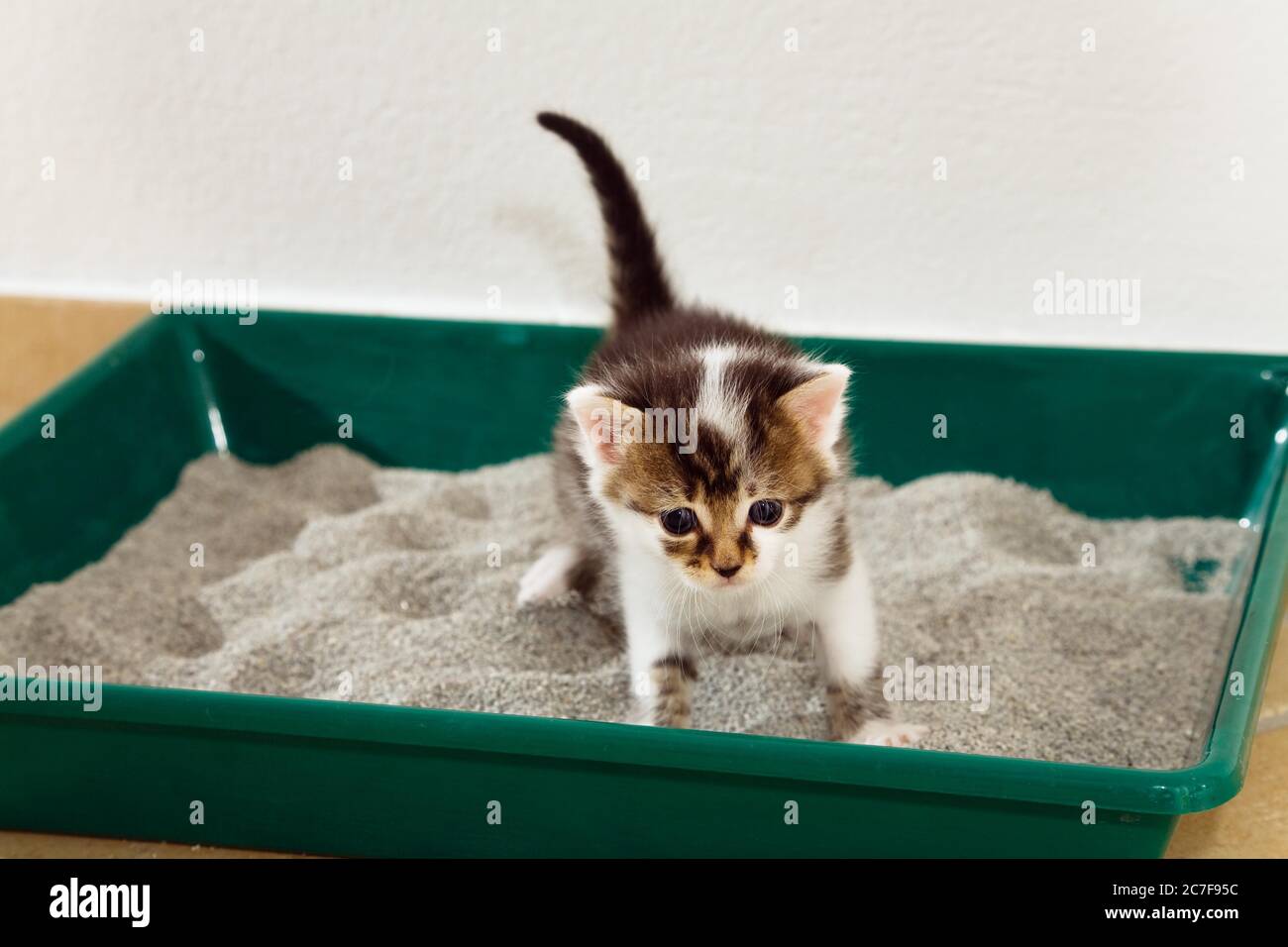Gatti giovani (Felis silvestris catus) sul klo, 4 settimane Germania Foto Stock