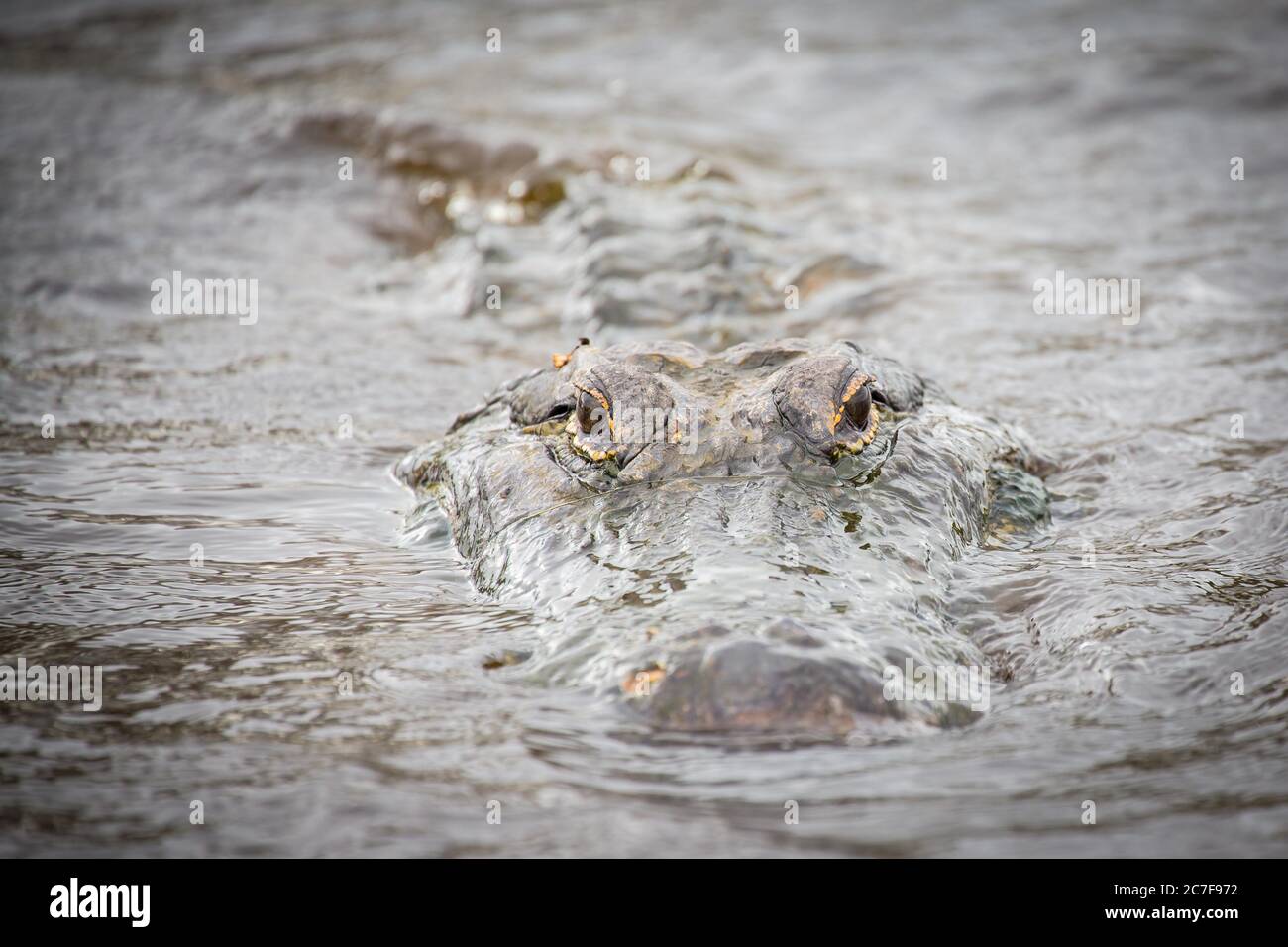 L'alligatore americano (Alligator missispiensis) guarda dall'acqua, ritratto di animali, Myakka River state Park, vicino a Sarasota, Florida, USA Foto Stock