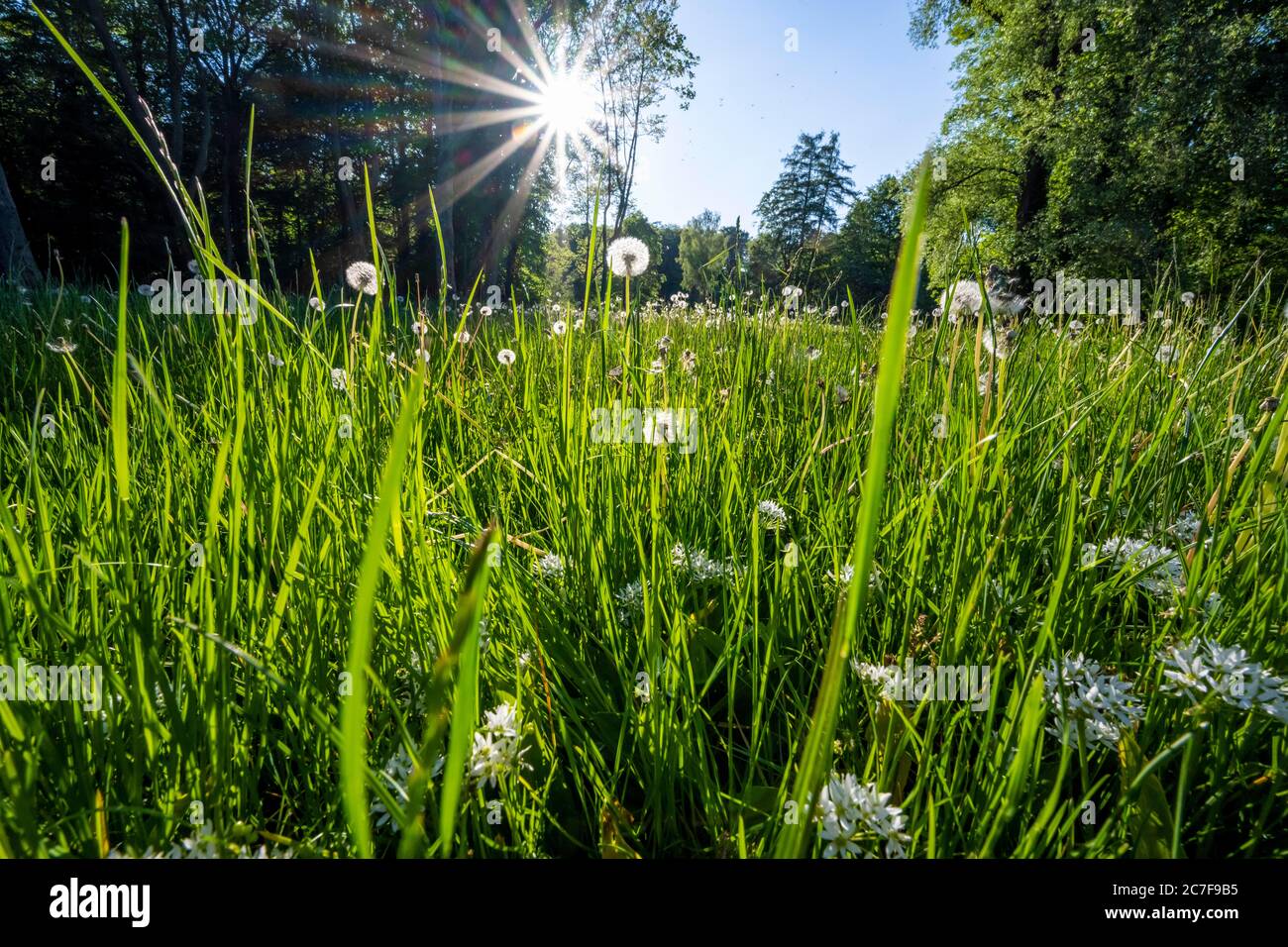 Prato verde con dandelioni contro la luce, stella solare, alta Baviera, Baviera, Germania Foto Stock