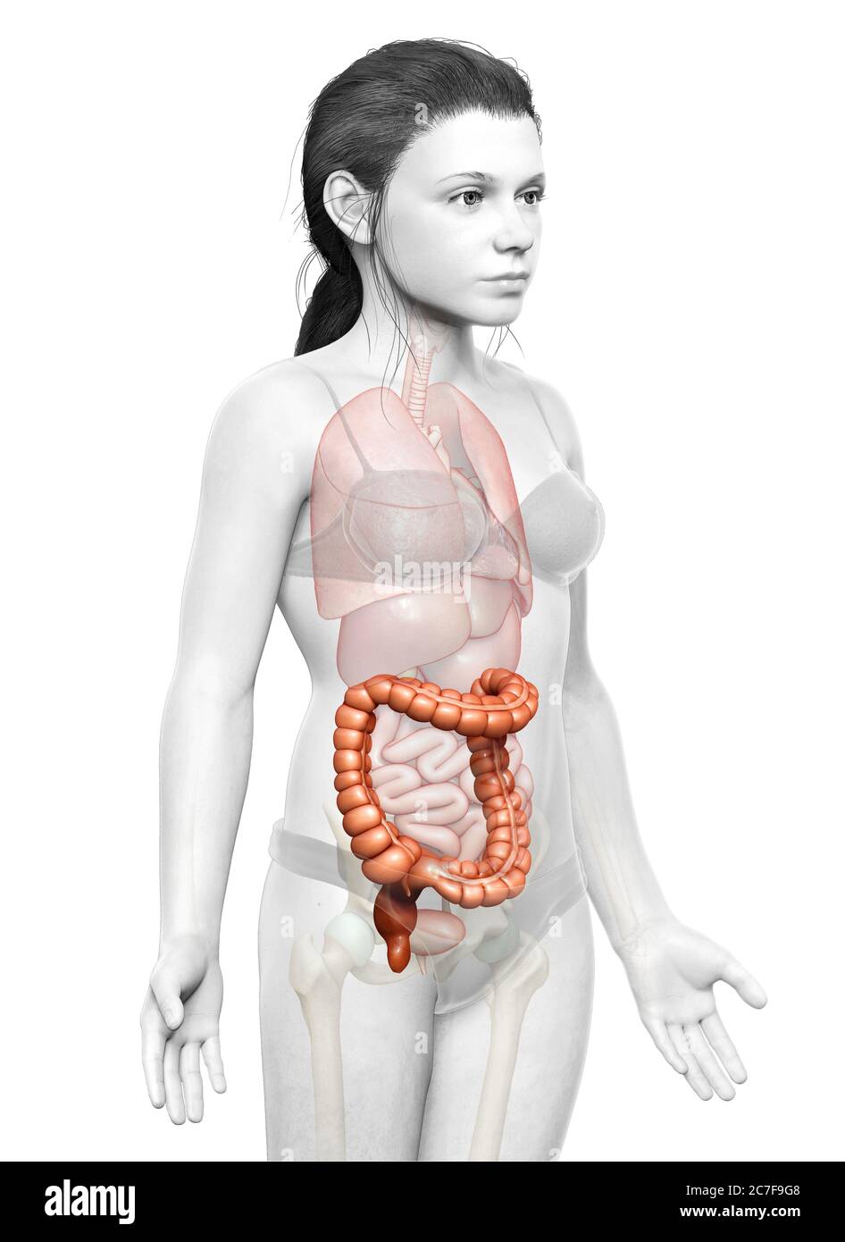 rappresentazione 3d, rappresentazione accurata dal punto di vista medico dell'anatomia dell'intestino crasso della ragazza Foto Stock