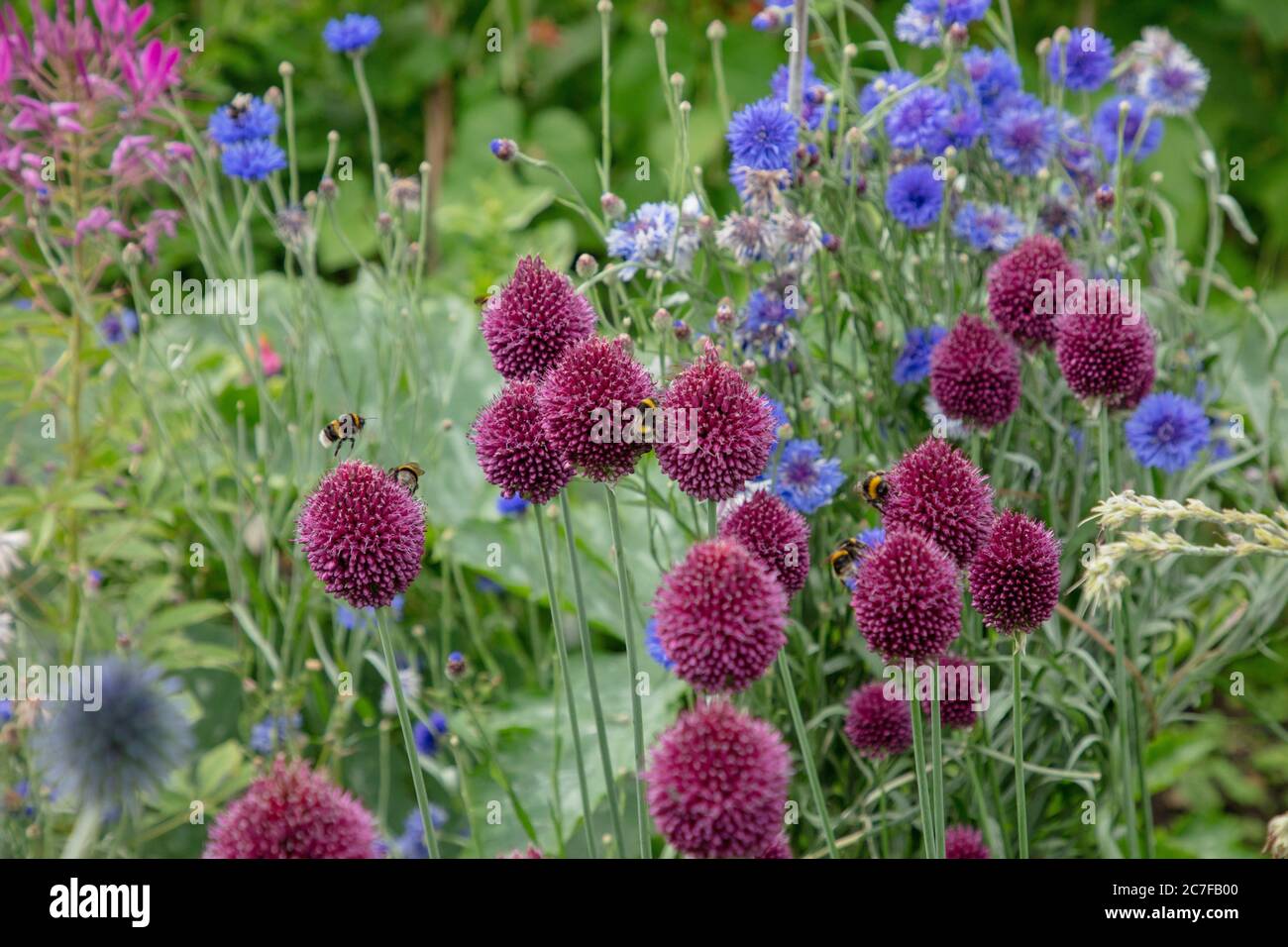 I bastoncini di arborea viola o Allium sfaerocephalon visti con altre piante in fiore estate nel giardino nel mese di luglio. Foto Stock