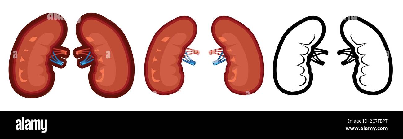 Icona reni umani sani. A colori e in nero. Una serie di illustrazioni sugli organi interni. Oggetto vettore isolato su sfondo bianco. Per Illustrazione Vettoriale