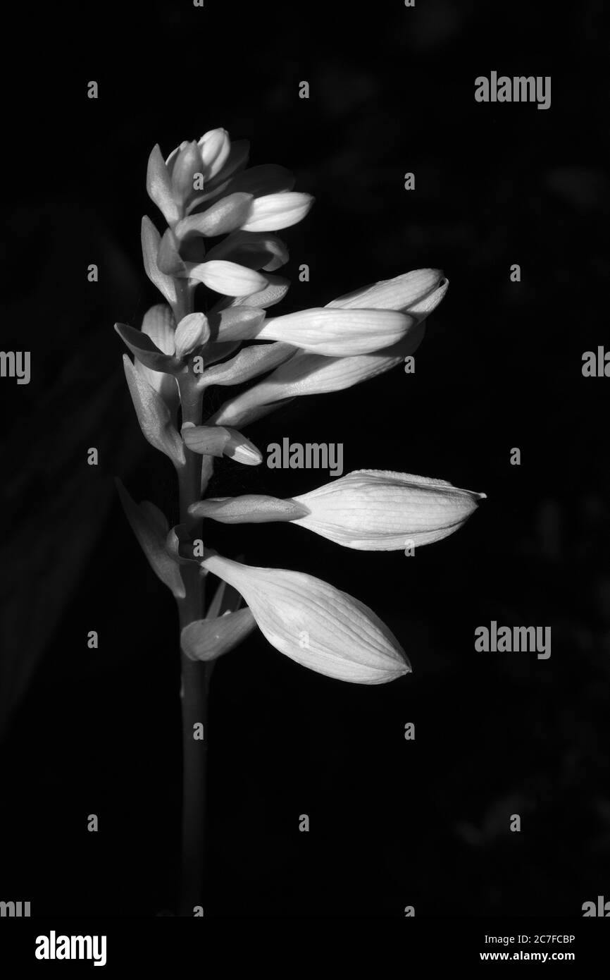 Immagine verticale in scala di grigi di una pianta fiorente che fiorisce nel giardino Foto Stock