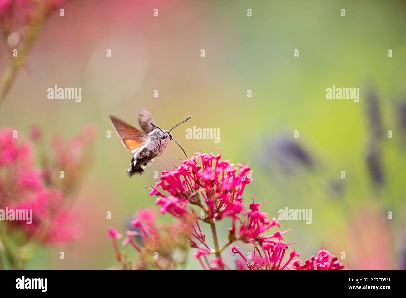 falco-falco-falco di ape a largo raggio mangiare in volo da un fiore rosso valeriano Foto Stock