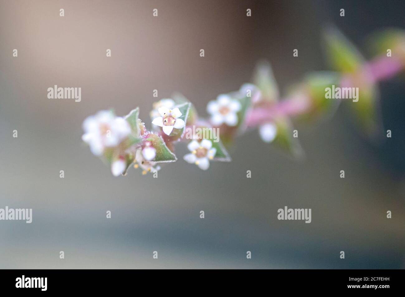 Closeup estremo dei piccoli fiori bianchi di una pianta succulenta di Crassula capitella Foto Stock