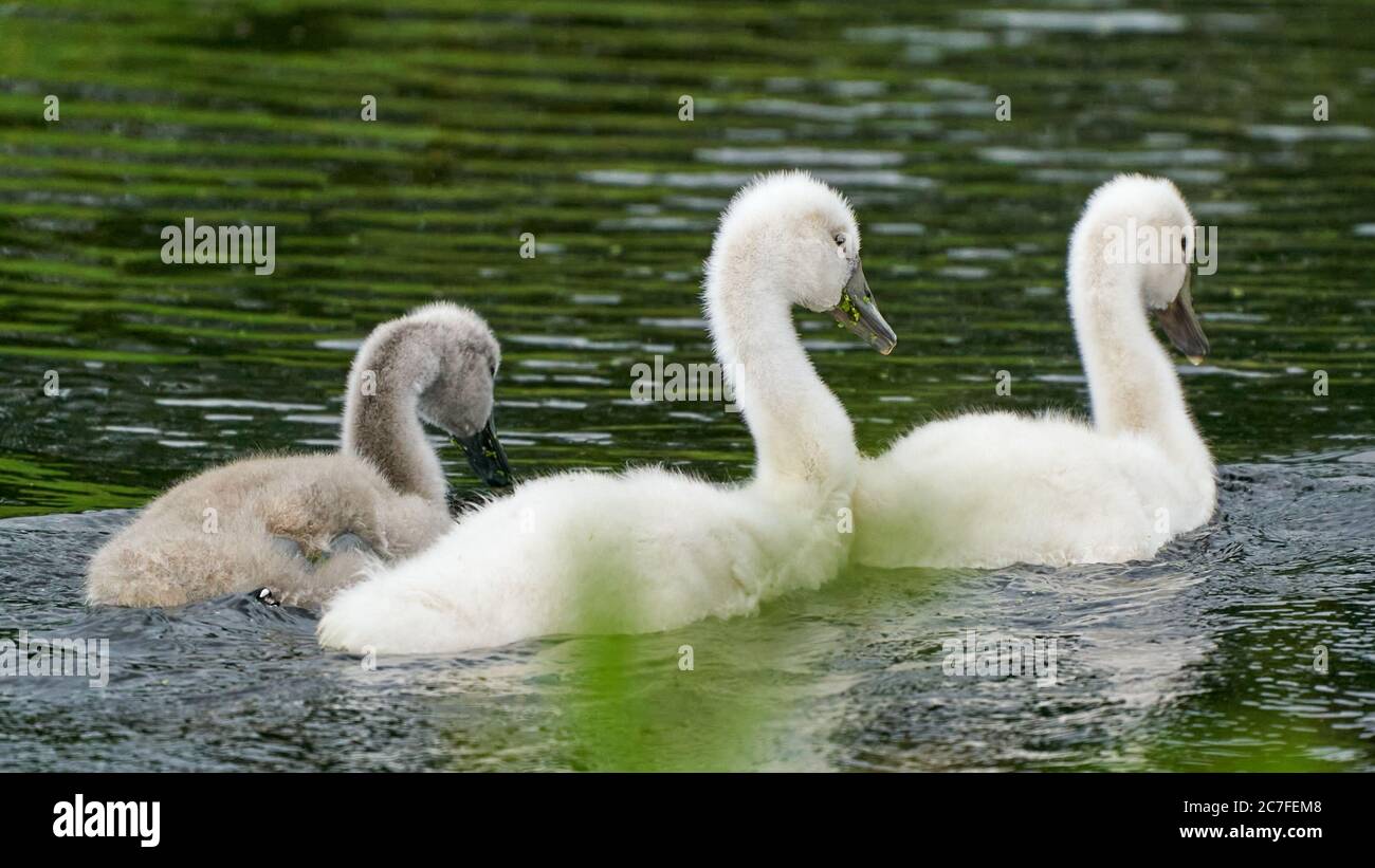 Due Piccoli Pulcini Di Cigno In Acqua Immagini E Fotos Stock Alamy