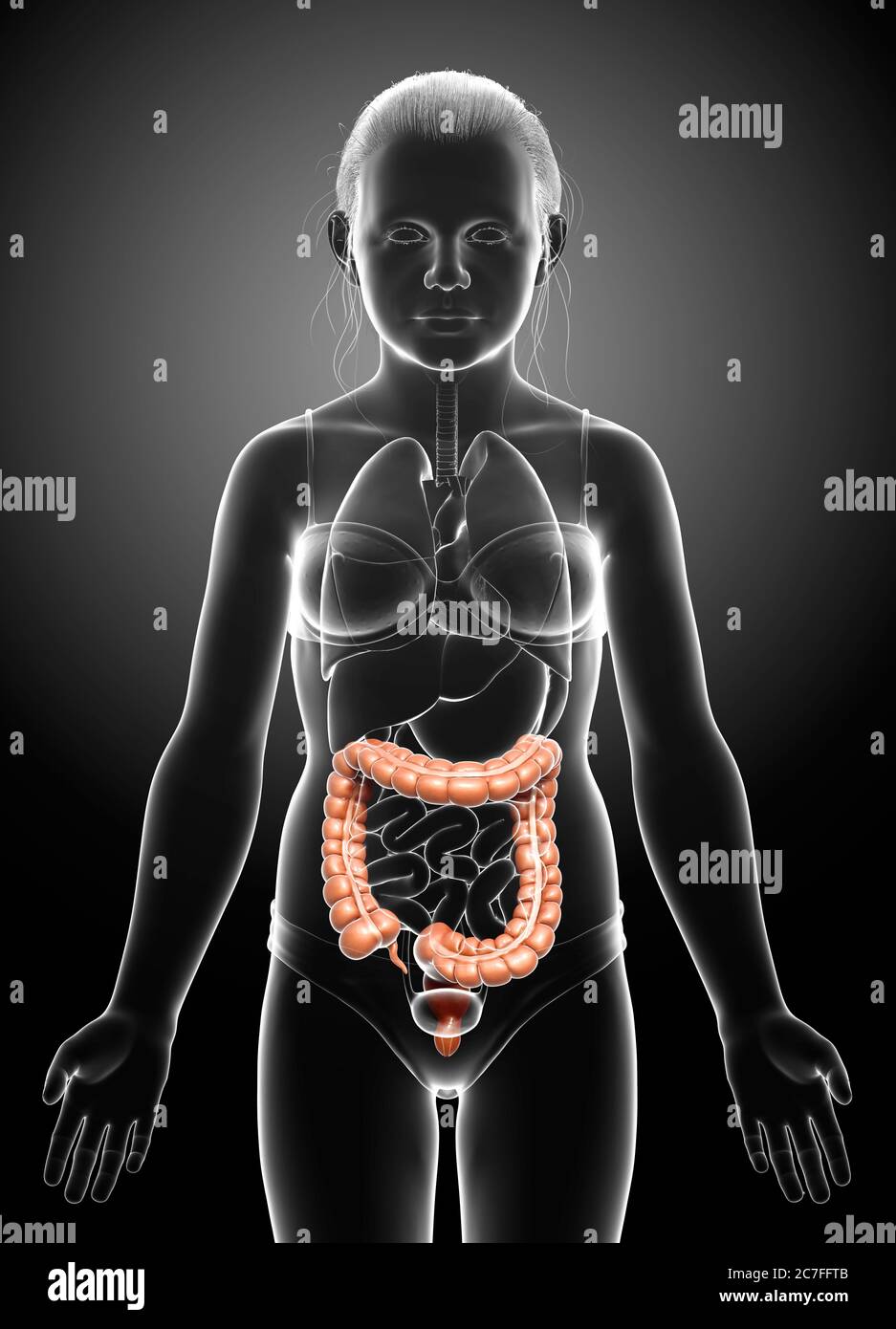 rappresentazione 3d, rappresentazione accurata dal punto di vista medico dell'anatomia dell'intestino crasso della ragazza Foto Stock