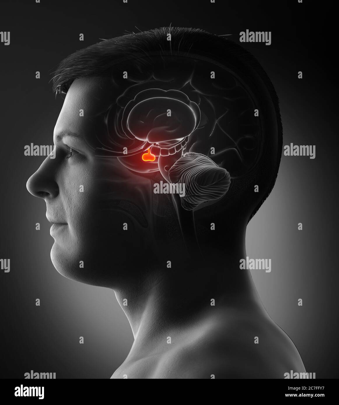 Rappresentazione 3d illustrazione medica di un cervello maschio anatomia GHIANDOLA PITUITARIA - sezione trasversale Foto Stock