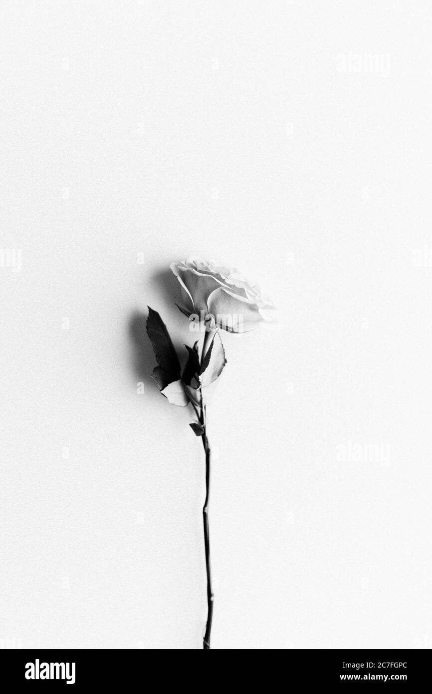 Immagine verticale in scala di grigi di una rosa su sfondo bianco Foto Stock