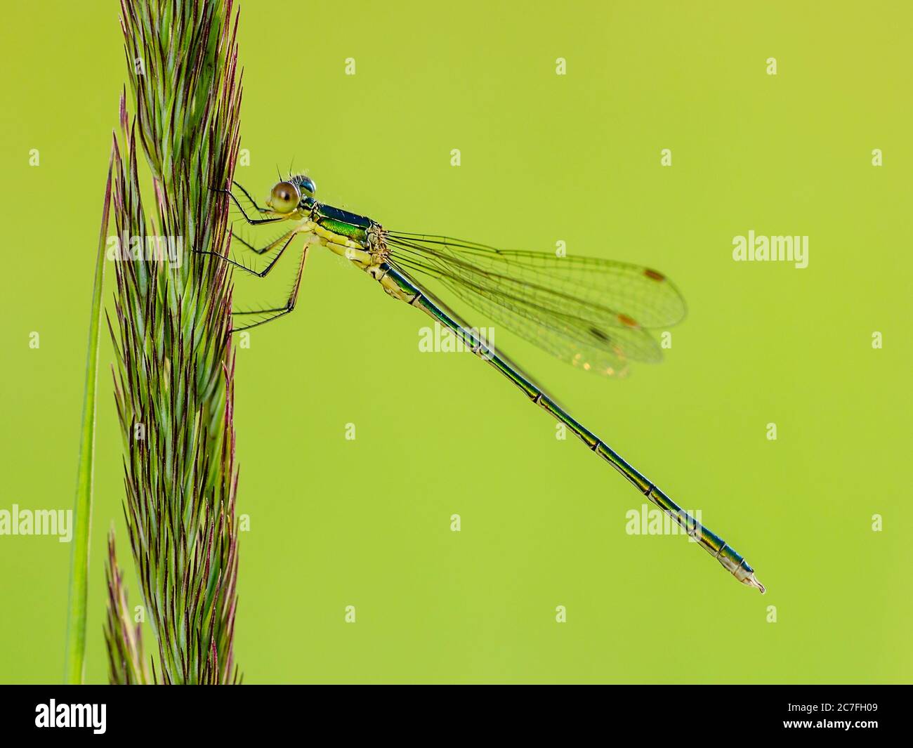 Libellula seduta di insetto su impianto Macro ritratto su sfondo verde Foto Stock