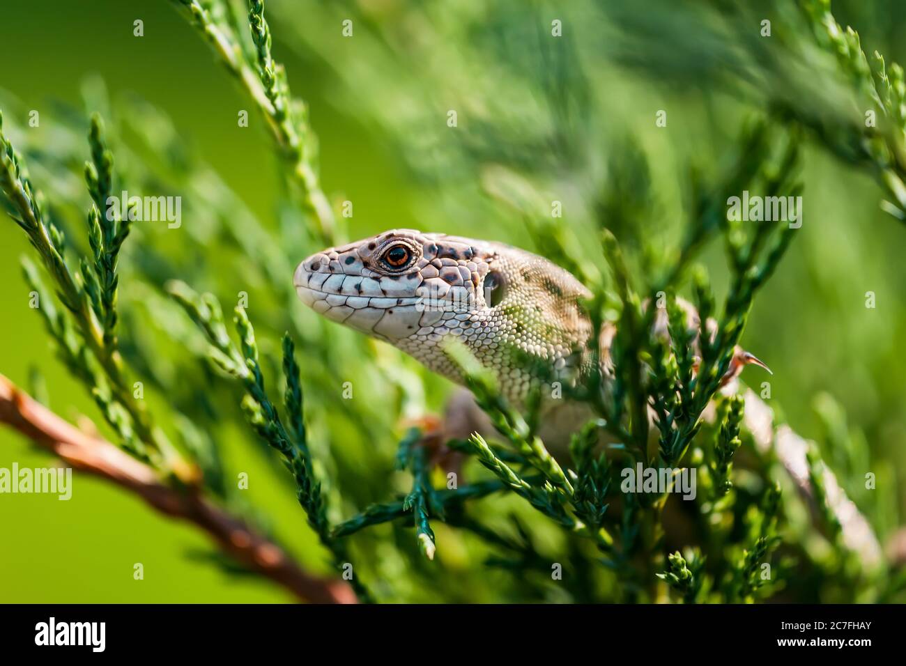 Femmina Lacerta Agilis Lizard Rettile animale Macro primo piano Ritratto Foto Stock