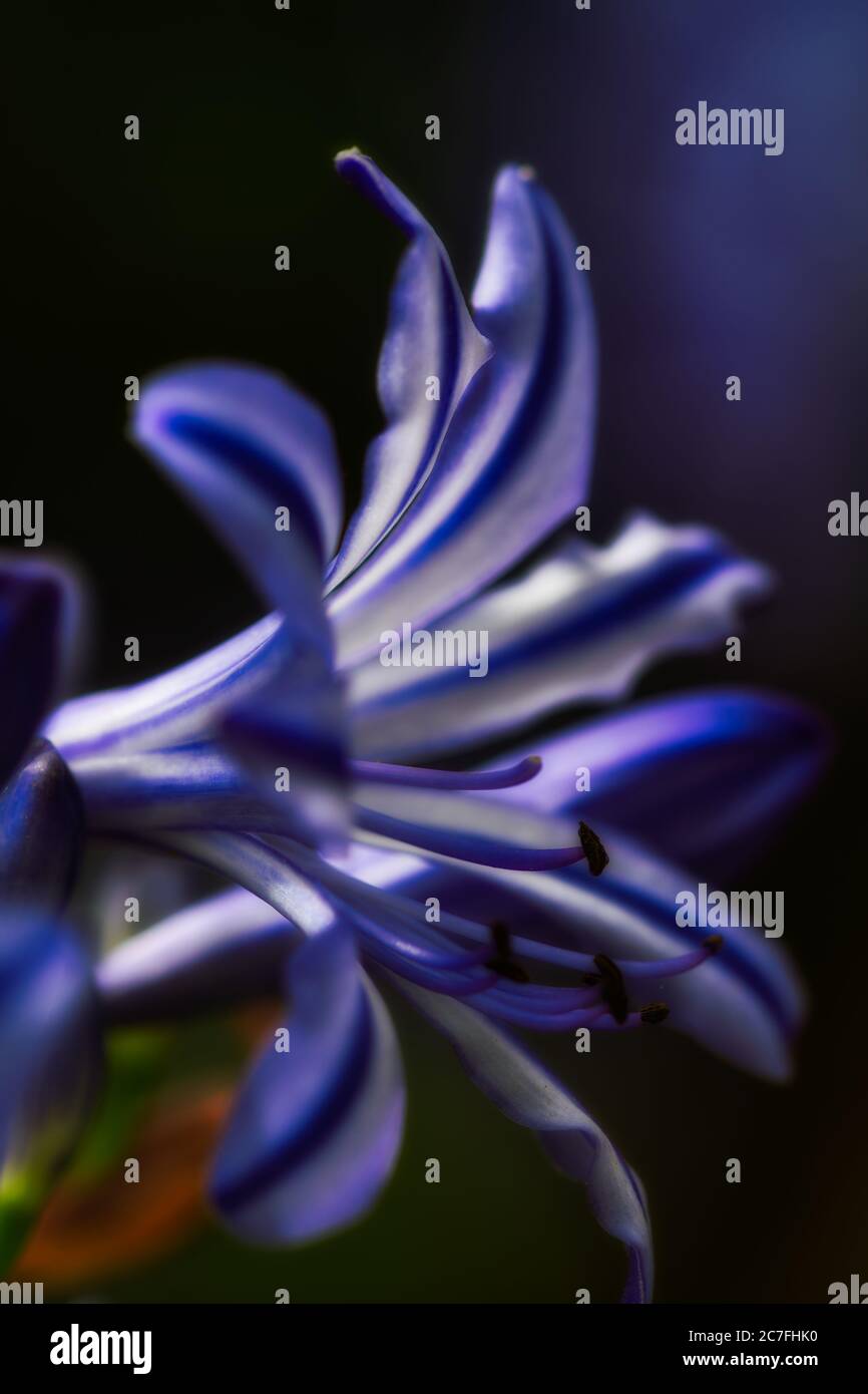 Primo piano di un singolo fiore di un giglio africano (Agapanthus) in blu scuro Foto Stock