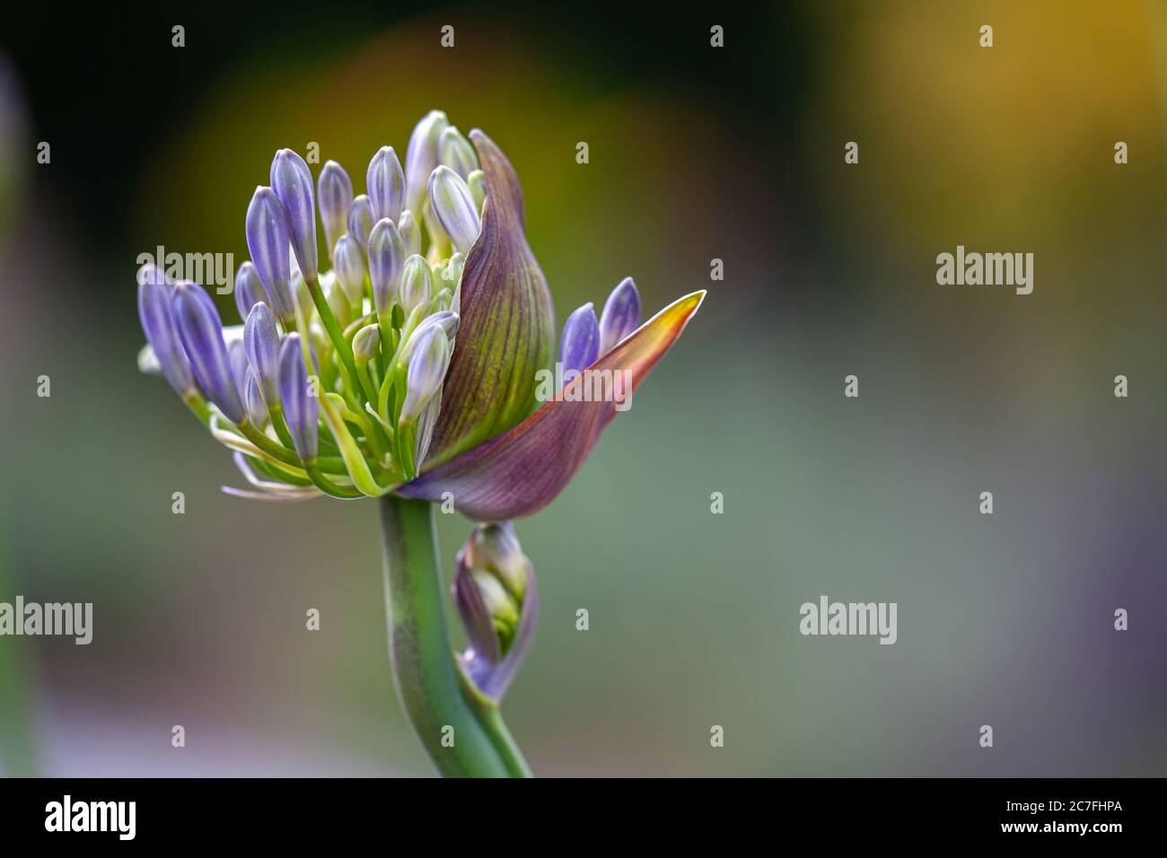 Primo piano di gemme di un giglio africano blu (Agapanthus) con sfondo sfocato Foto Stock