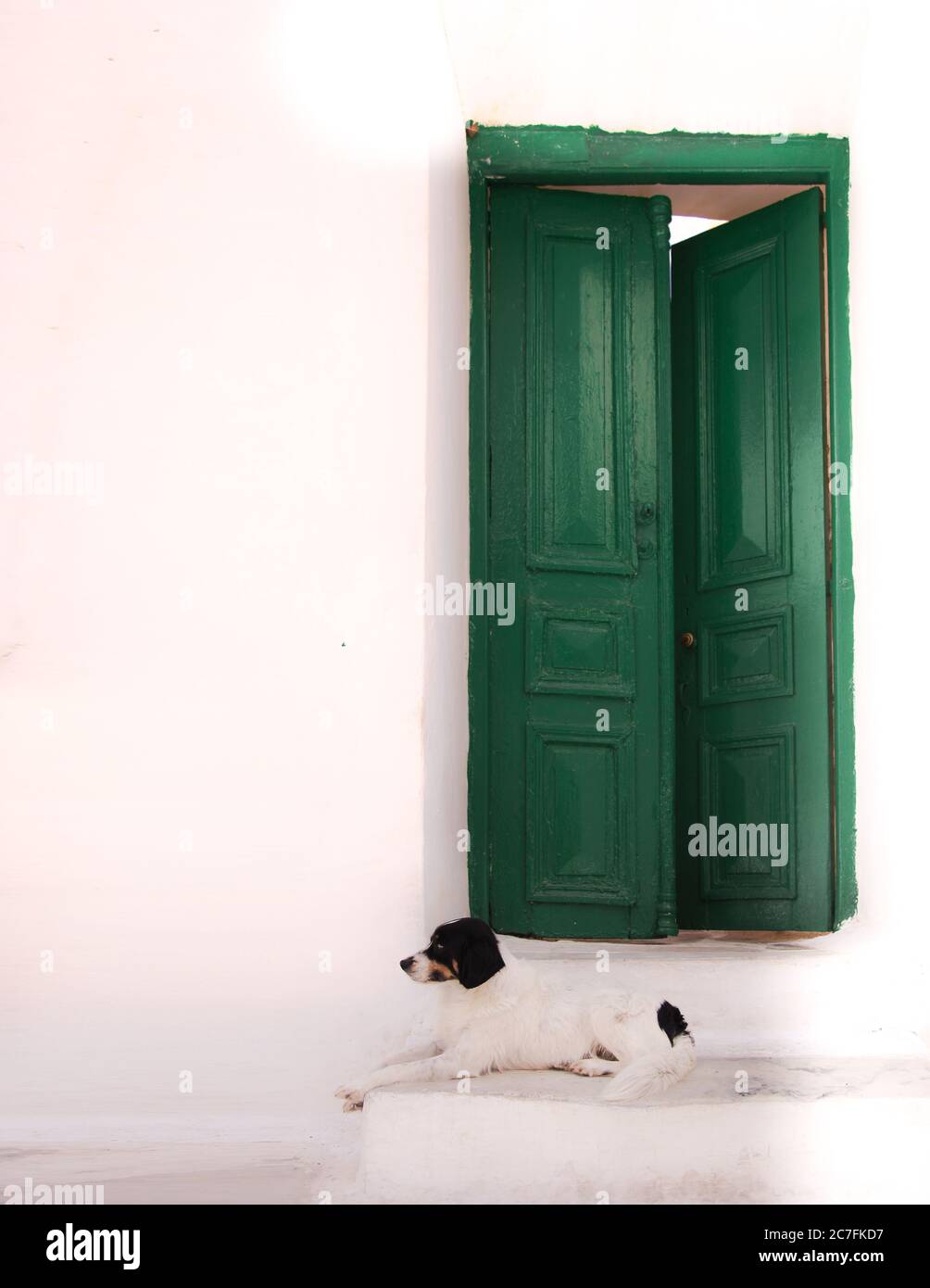 Cane sdraiato. Cane solitario fuori porta verde in una strada di Mykonos. Immagine stock. Foto Stock