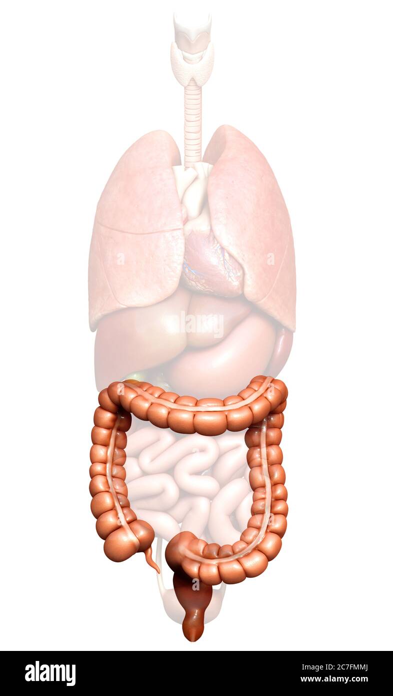 rappresentazione 3d, rappresentazione accurata dal punto di vista medico dell'anatomia dell'intestino crasso Foto Stock