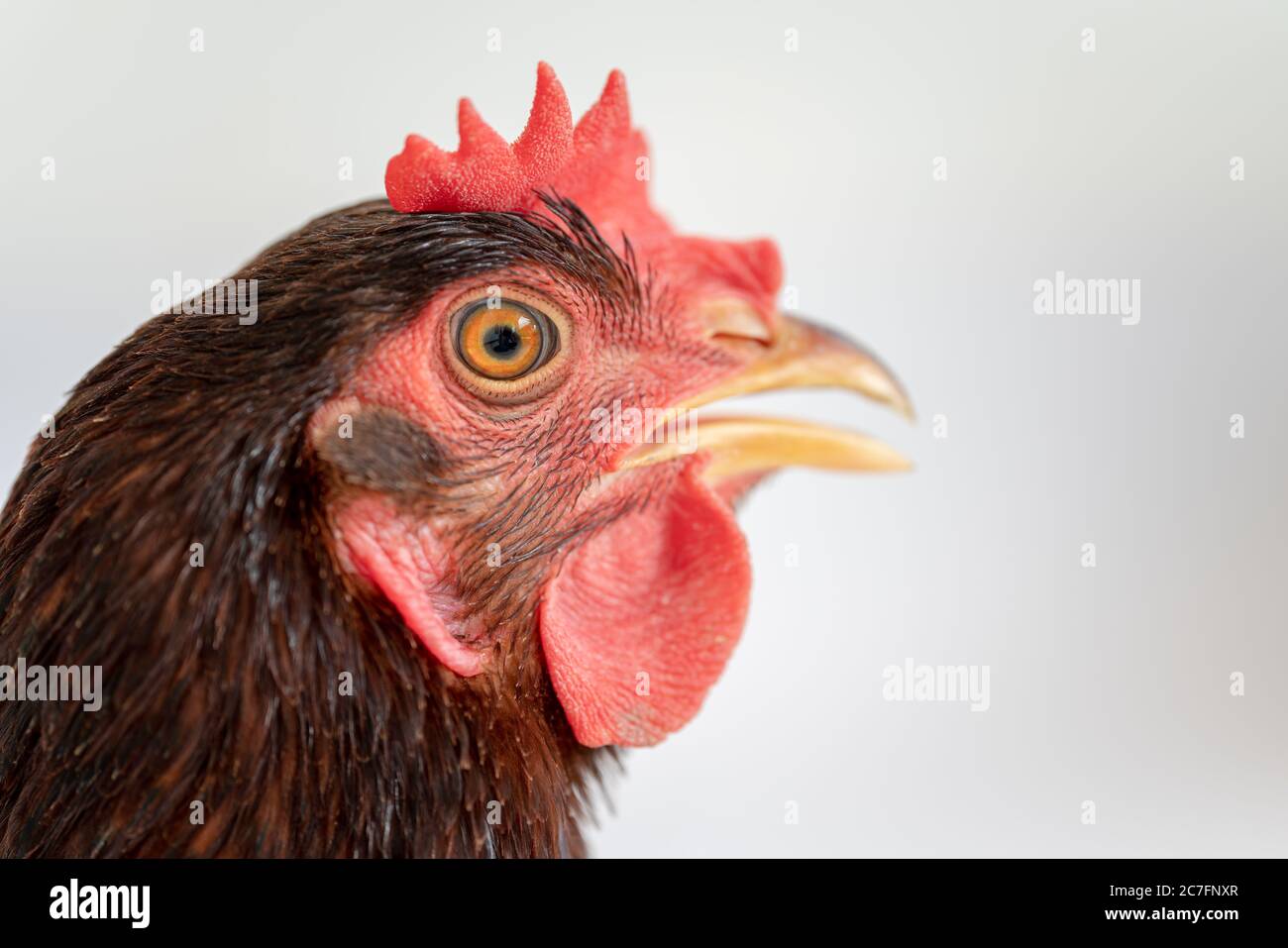 Primo piano del viso di una gallina marrone. Foto Stock
