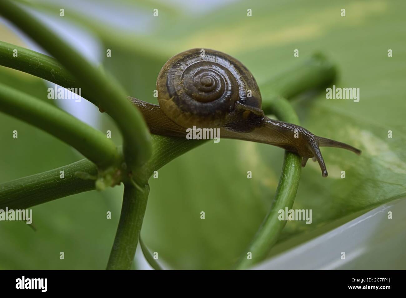 Una fotografia di una lumaca su una pianta. Foto Stock