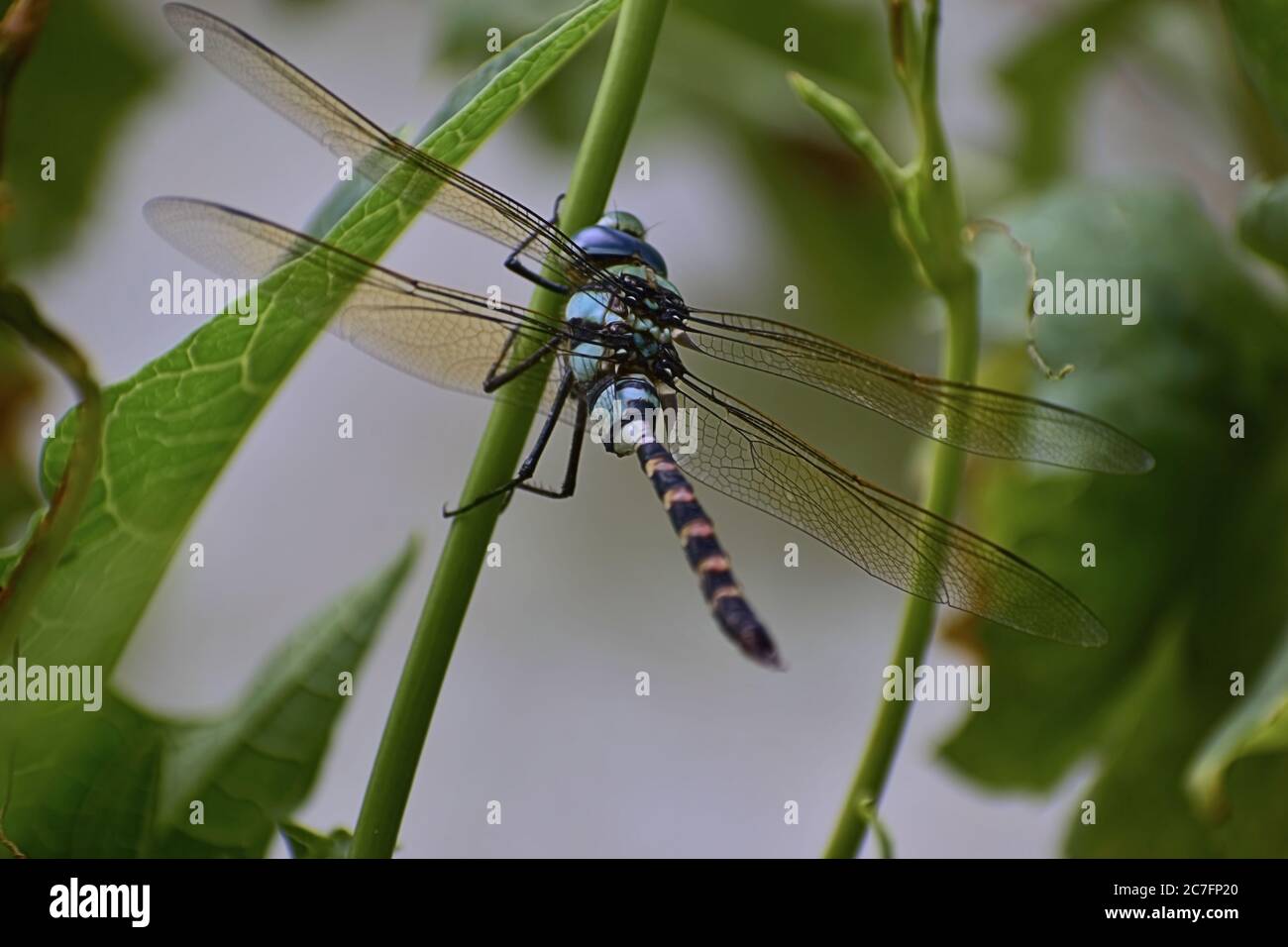 Una bella fotografia di una libellula che si trova su una pianta. Foto Stock