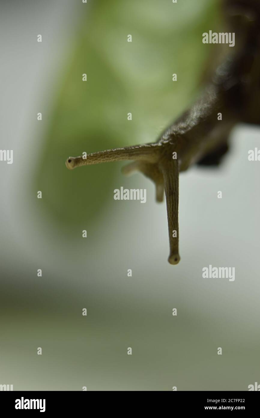 Una fotografia di una lumaca su una pianta. Foto Stock