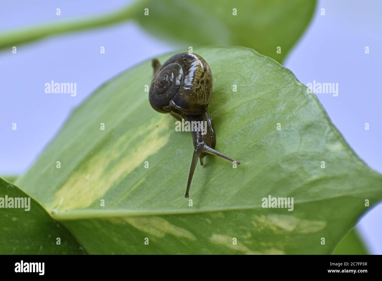 Una fotografia di una lumaca su una pianta. Foto Stock