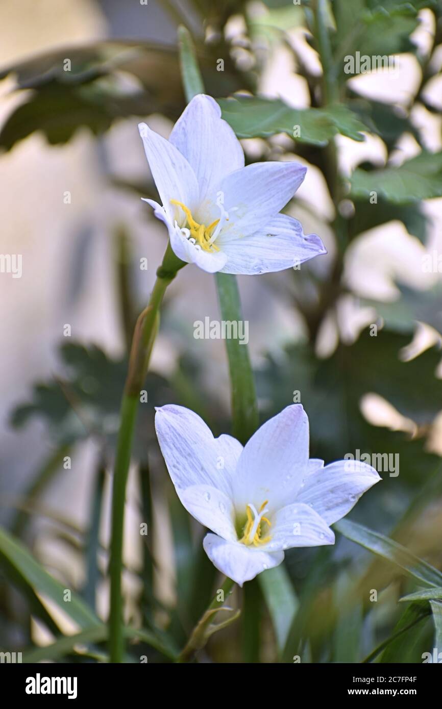 Una bella foto di fiori in un giardino. Foto Stock