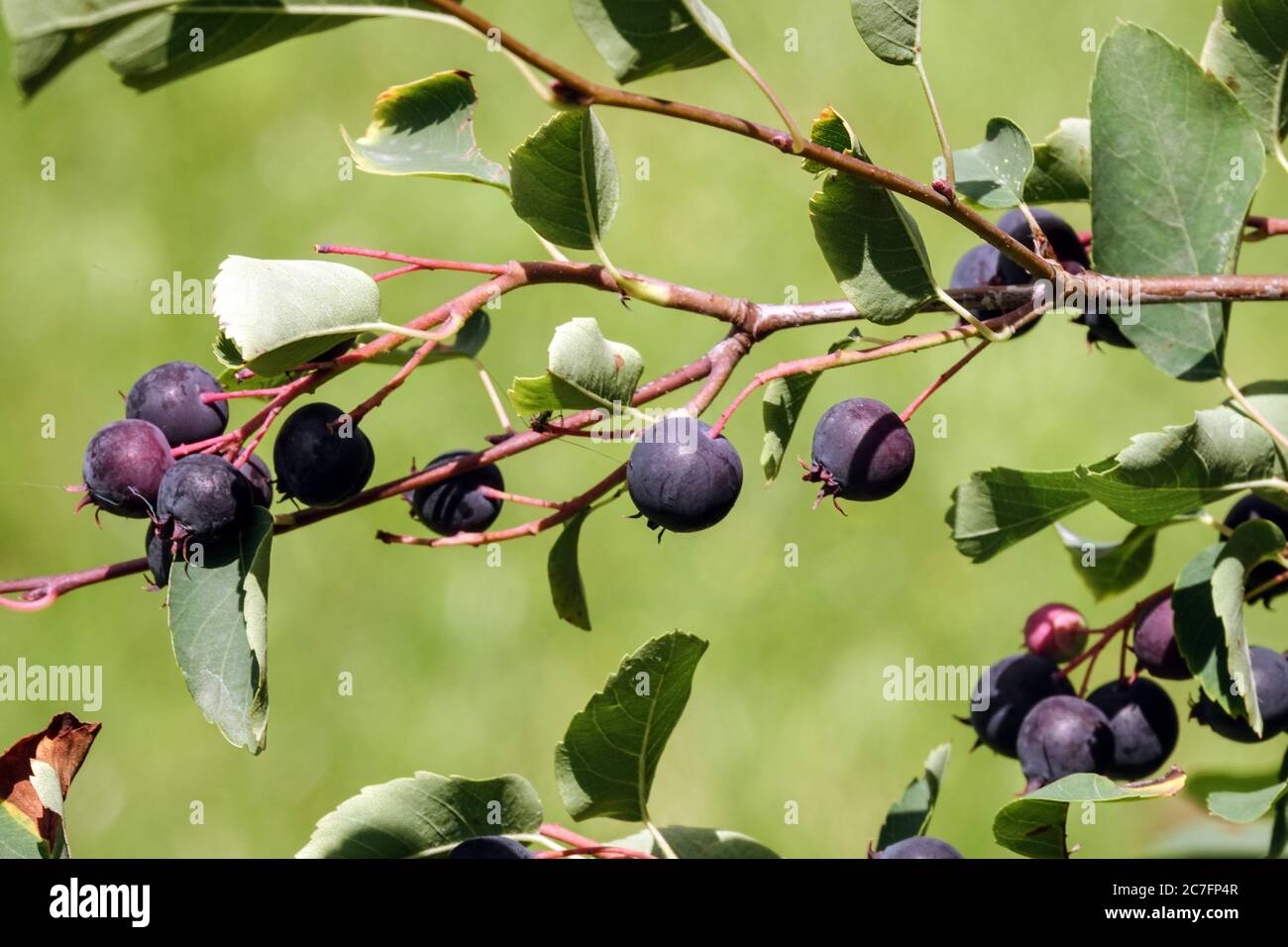 Amelanchier bartramiana frutta Berries Juneberry Amelanchier Foto Stock