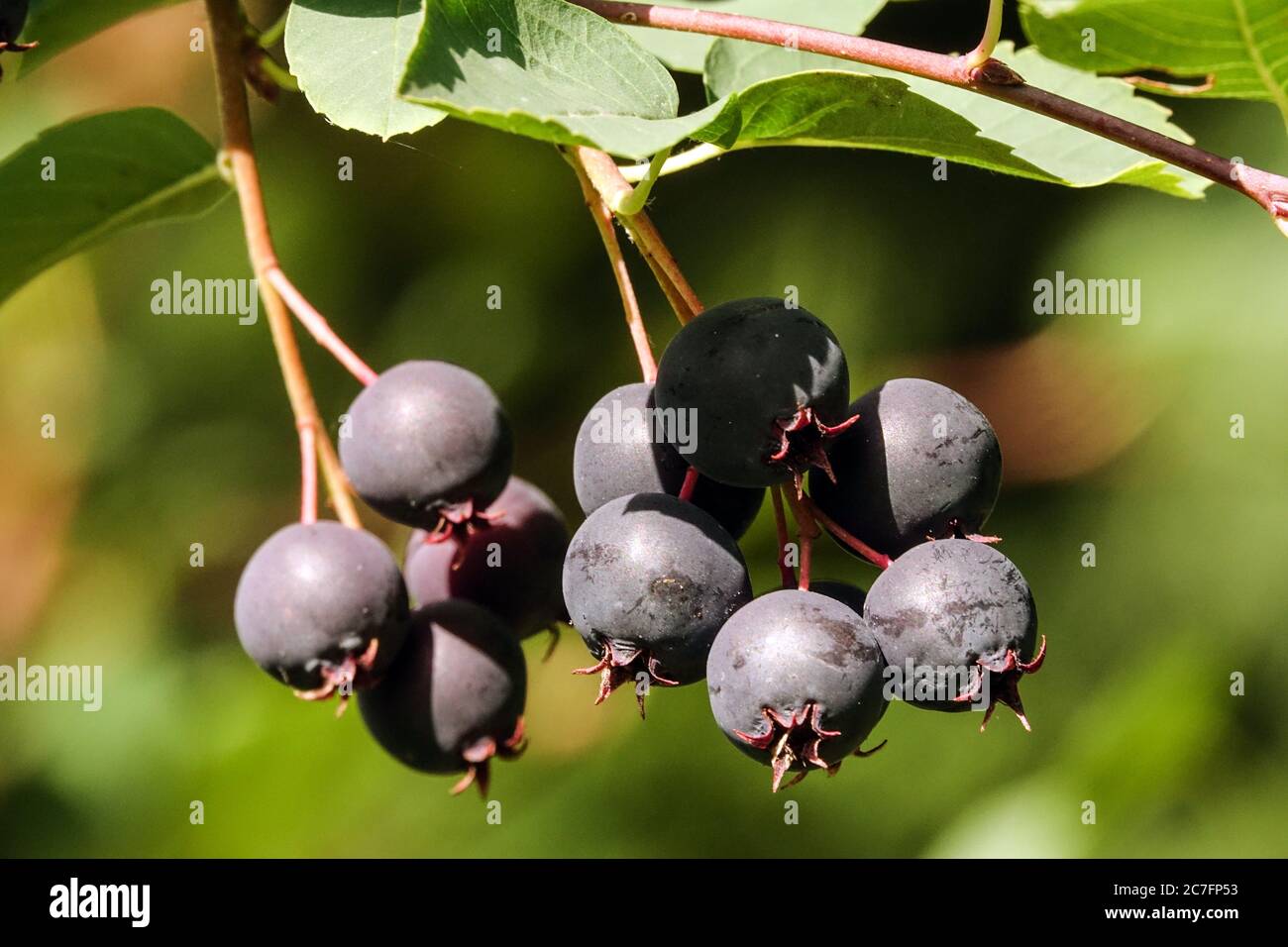 Amelanchier frutti Amelanchier bartramiana Juneberry bacche commestibili Foto Stock