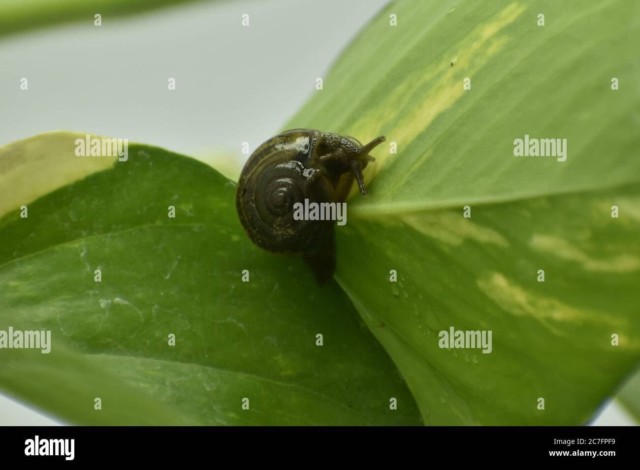 Una fotografia di una lumaca su una pianta. Foto Stock