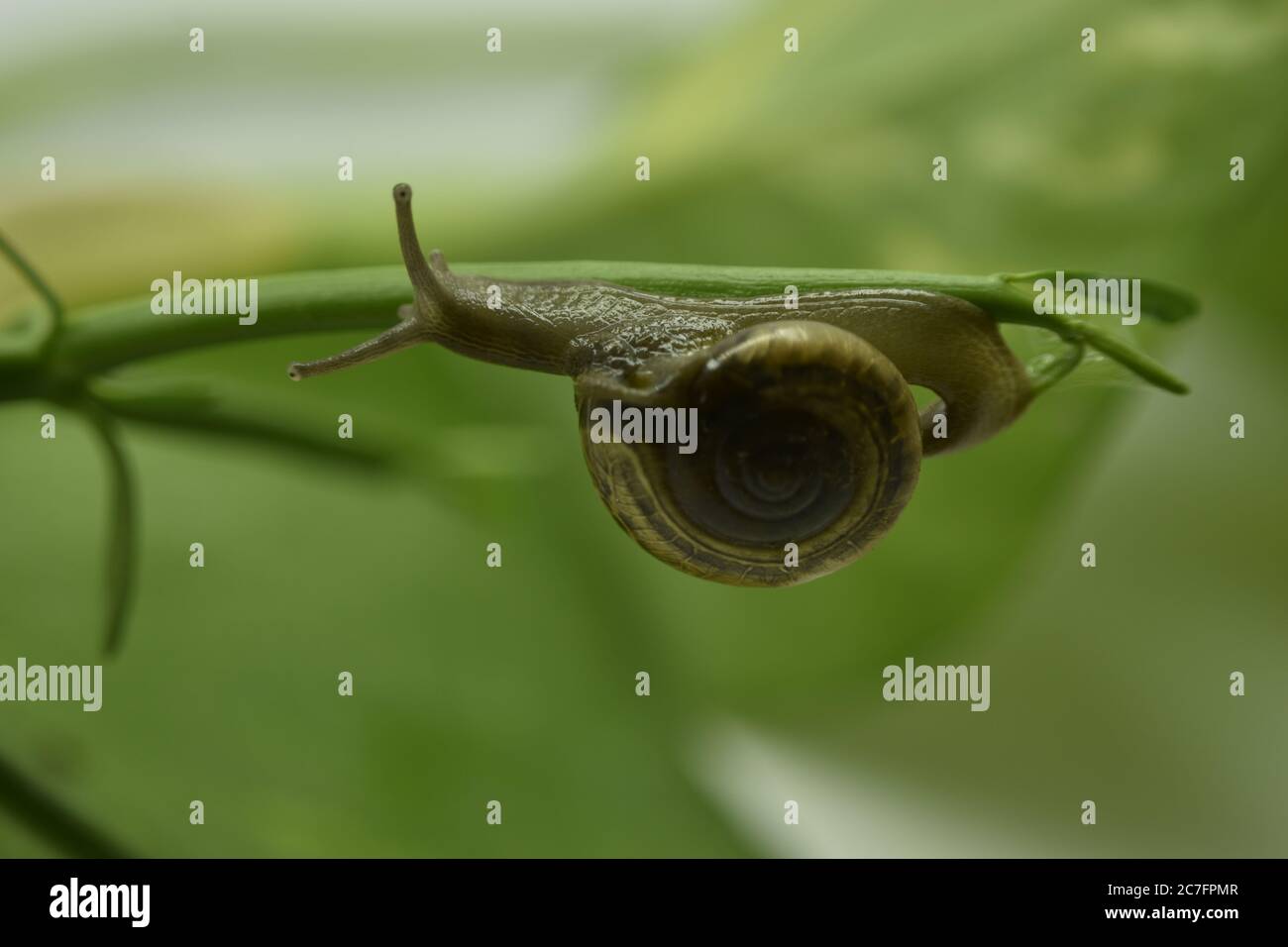 Una fotografia di una lumaca su una pianta. Foto Stock