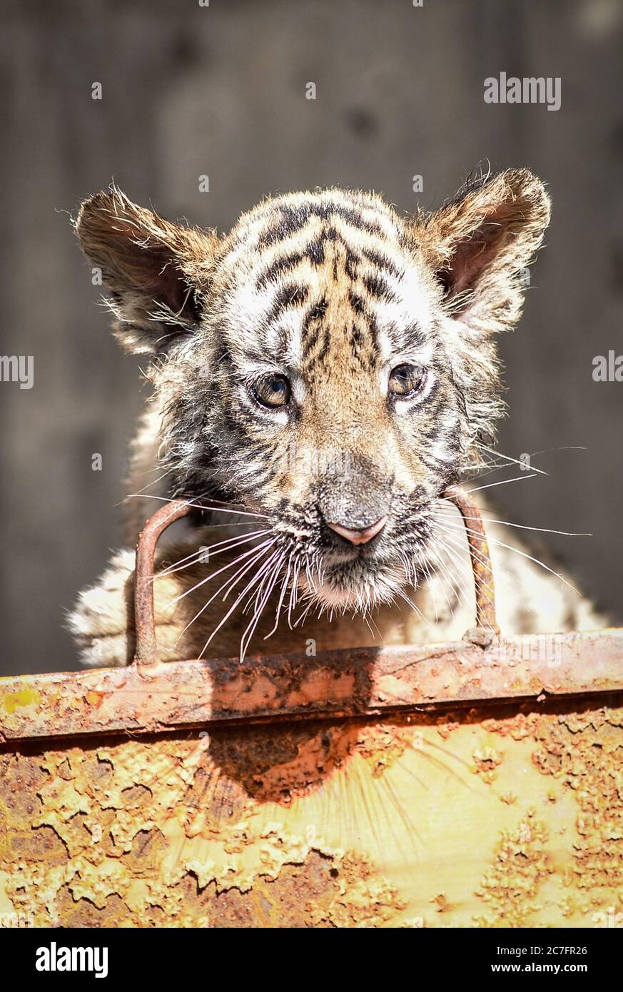 Luoyang, Cina. 15 luglio 2020. Tre cuccioli di tigre della Cina meridionale sono visti al Wangcheng Park a Luoyang, Provincia Henan della Cina centrale, 15 luglio 2020. Le tre tigri del sud della Cina sono nate nell'aprile di quest'anno e sono nate da più di due mesi. Incontreranno i turisti tre mesi dopo. Durante questo periodo, hanno bisogno di quattro custodi a turno per prendersi cura di loro 24 ore al giorno. Attualmente, ci sono 48 tigri della Cina del Sud nello zoo di wangcheng Park, che si classifica al primo posto al mondo per sei anni consecutivi. Credit: ZUMA Press, Inc./Alamy Live News Foto Stock