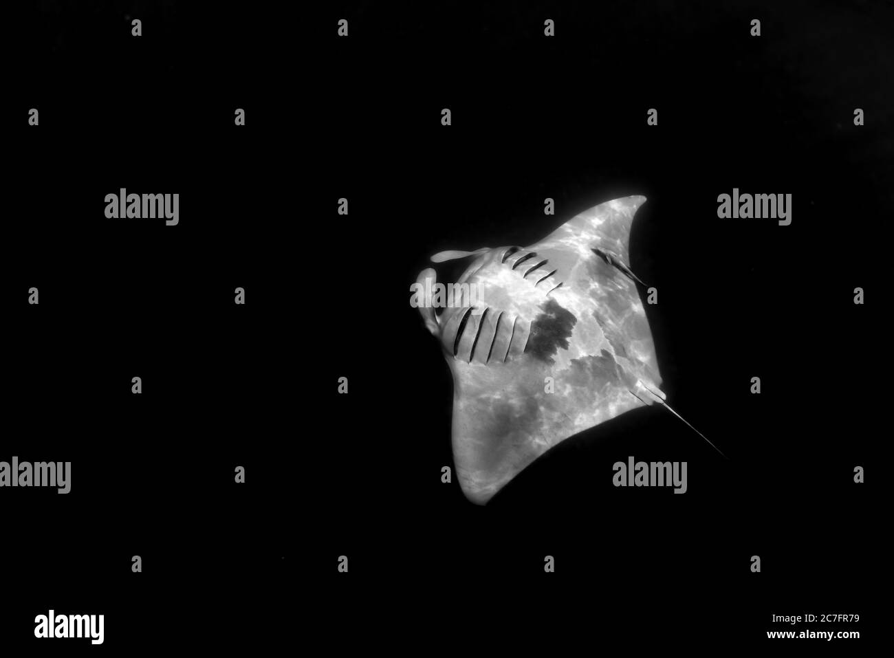 Immagine in scala di grigi di un pesce di Stingray su uno sfondo nero Foto Stock