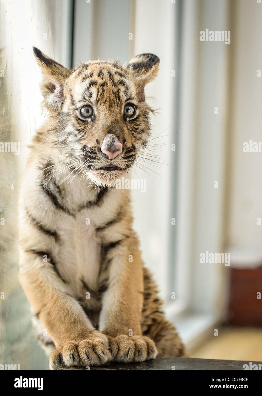 Luoyang, Cina. 15 luglio 2020. Tre cuccioli di tigre della Cina meridionale sono visti al Wangcheng Park a Luoyang, Provincia Henan della Cina centrale, 15 luglio 2020. Le tre tigri del sud della Cina sono nate nell'aprile di quest'anno e sono nate da più di due mesi. Incontreranno i turisti tre mesi dopo. Durante questo periodo, hanno bisogno di quattro custodi a turno per prendersi cura di loro 24 ore al giorno. Attualmente, ci sono 48 tigri della Cina del Sud nello zoo di wangcheng Park, che si classifica al primo posto al mondo per sei anni consecutivi. Credit: ZUMA Press, Inc./Alamy Live News Foto Stock