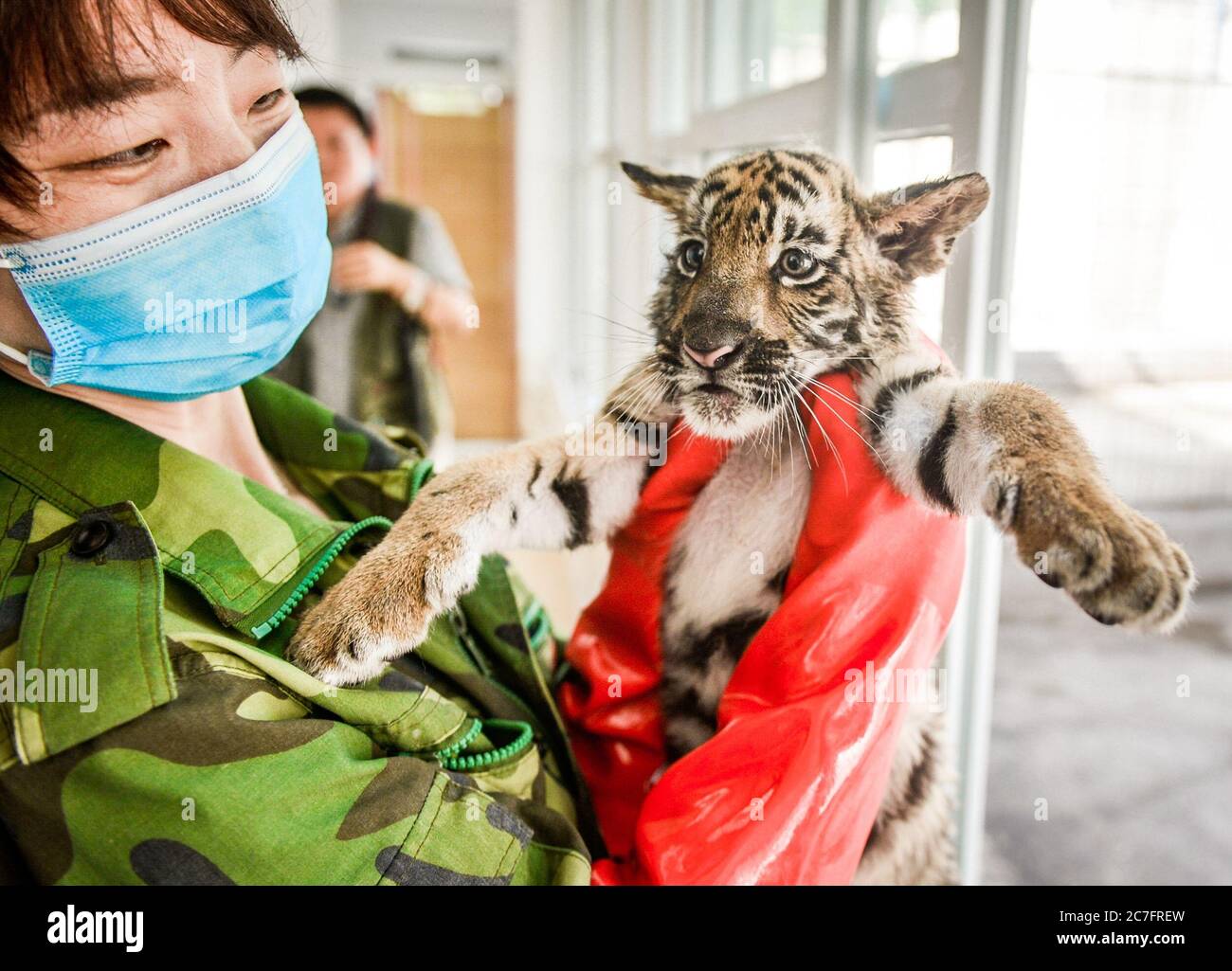 Luoyang, Cina. 15 luglio 2020. Tre cuccioli di tigre della Cina meridionale sono visti al Wangcheng Park a Luoyang, Provincia Henan della Cina centrale, 15 luglio 2020. Le tre tigri del sud della Cina sono nate nell'aprile di quest'anno e sono nate da più di due mesi. Incontreranno i turisti tre mesi dopo. Durante questo periodo, hanno bisogno di quattro custodi a turno per prendersi cura di loro 24 ore al giorno. Attualmente, ci sono 48 tigri della Cina del Sud nello zoo di wangcheng Park, che si classifica al primo posto al mondo per sei anni consecutivi. Credit: ZUMA Press, Inc./Alamy Live News Foto Stock