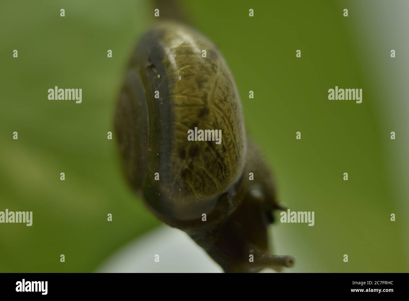 Una fotografia di una lumaca su una pianta. Foto Stock