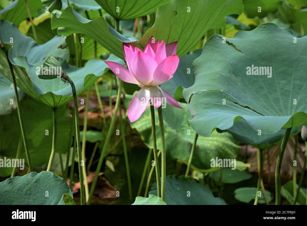 Fiore di loto - simbolo di bellezza e purezza divine. Piccolo lago coperto di loto in piena fioritura. Foto Stock