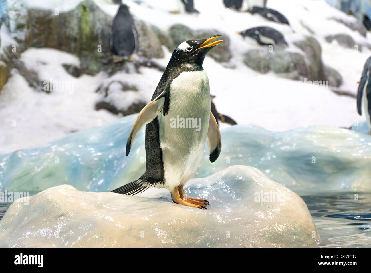 Un pinguino in piedi grida la sua canzone di battaglia, con i vari componenti del pacchetto intorno ad esso Foto Stock