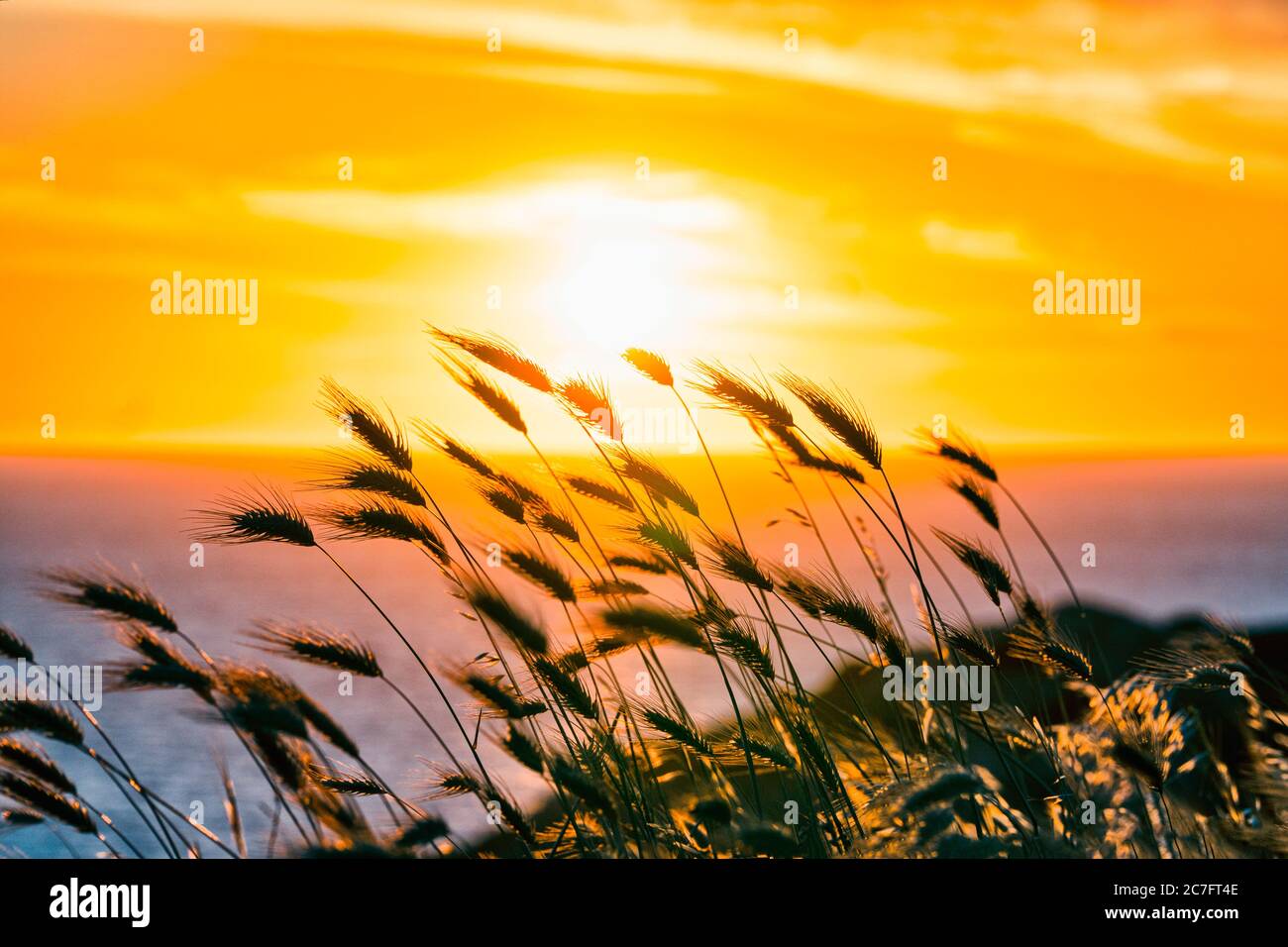 Orecchie di grano che soffiano nel vento durante il tramonto, in Costa Sarda Foto Stock