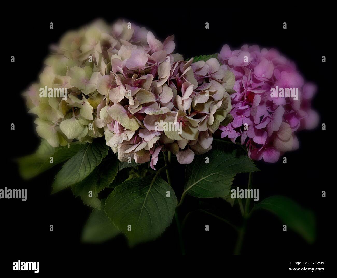 Fiori secchi sfocati di Hydrangea Foto Stock
