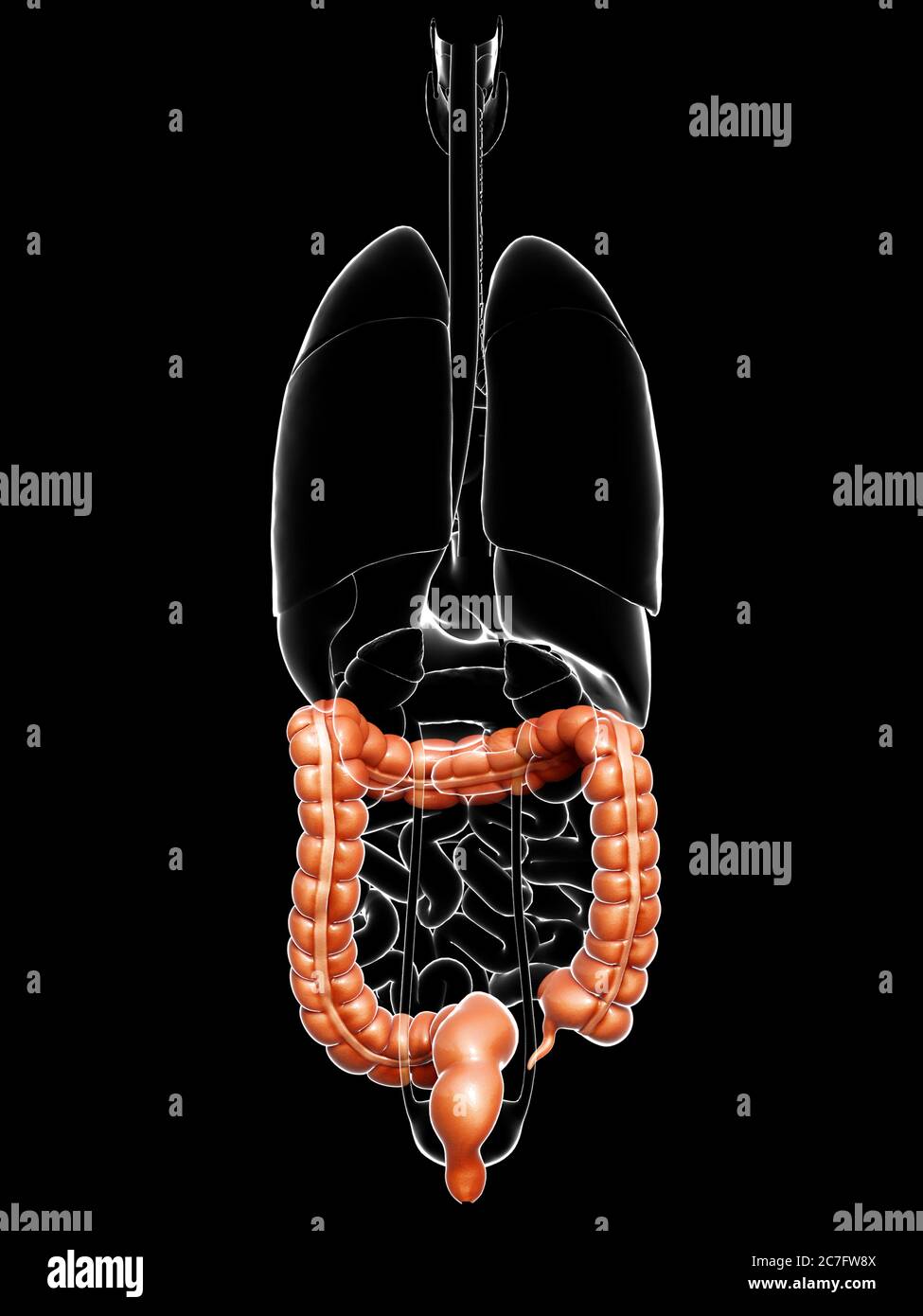 rappresentazione 3d, rappresentazione accurata dal punto di vista medico dell'anatomia dell'intestino crasso Foto Stock