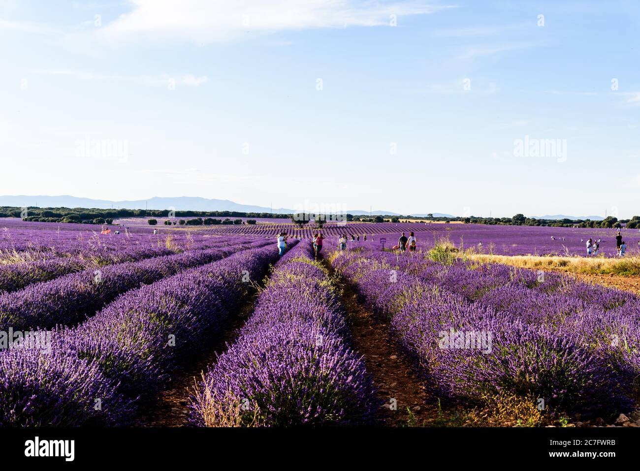 Brihuega, Spagna, - 14 luglio 2020: Folla di persone sui campi di lavanda a Guadalajara Foto Stock