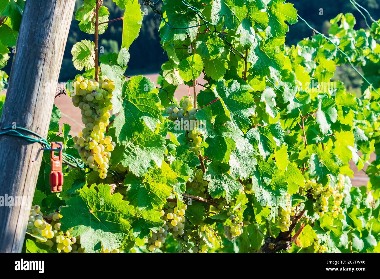 Vigneto con uve verdi circondate da foglie sotto il sole durante il giorno Foto Stock