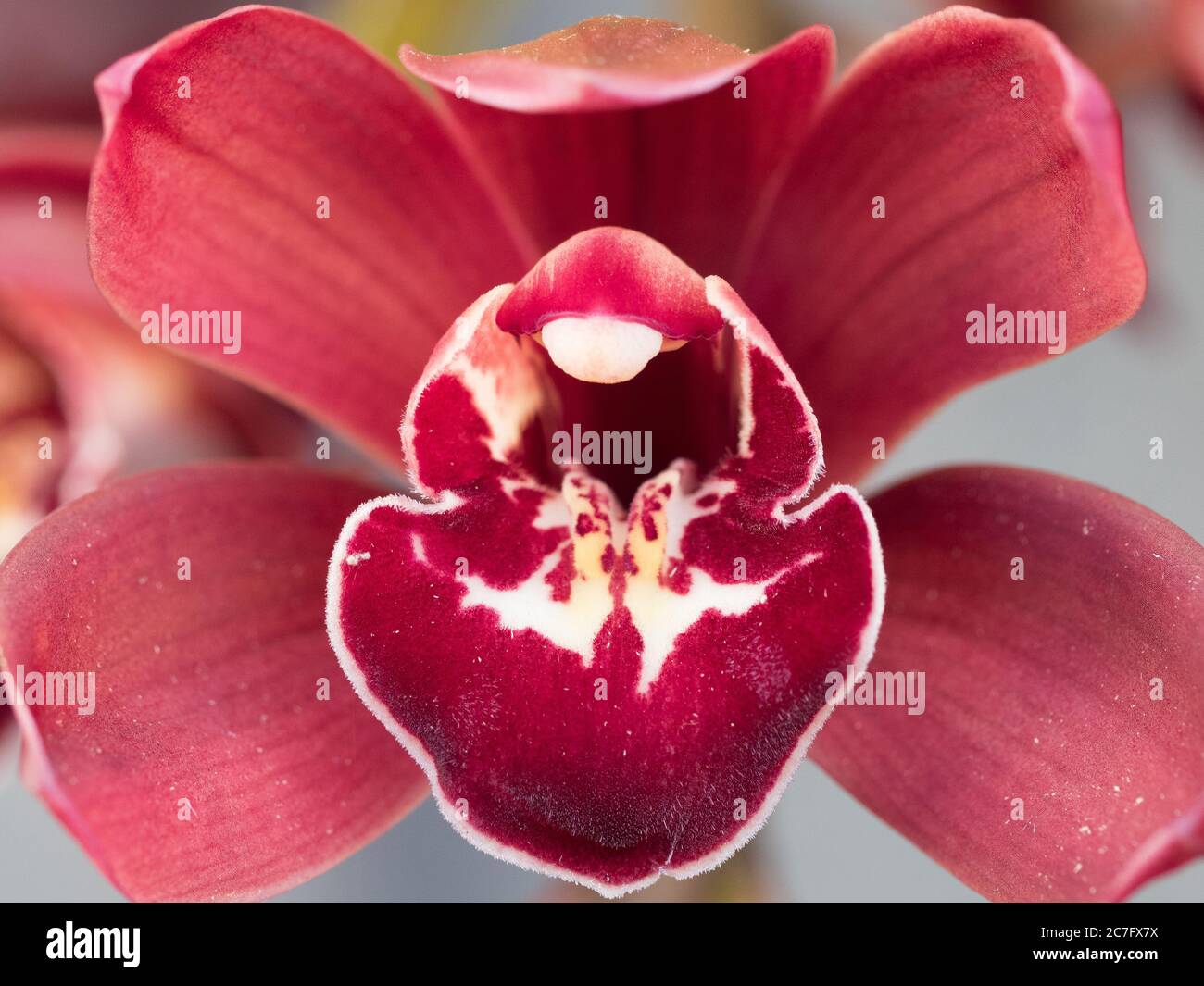 Gloriosa orchidea di Cymbidium rosso scuro in fiore invernale, dal davanti  Foto stock - Alamy