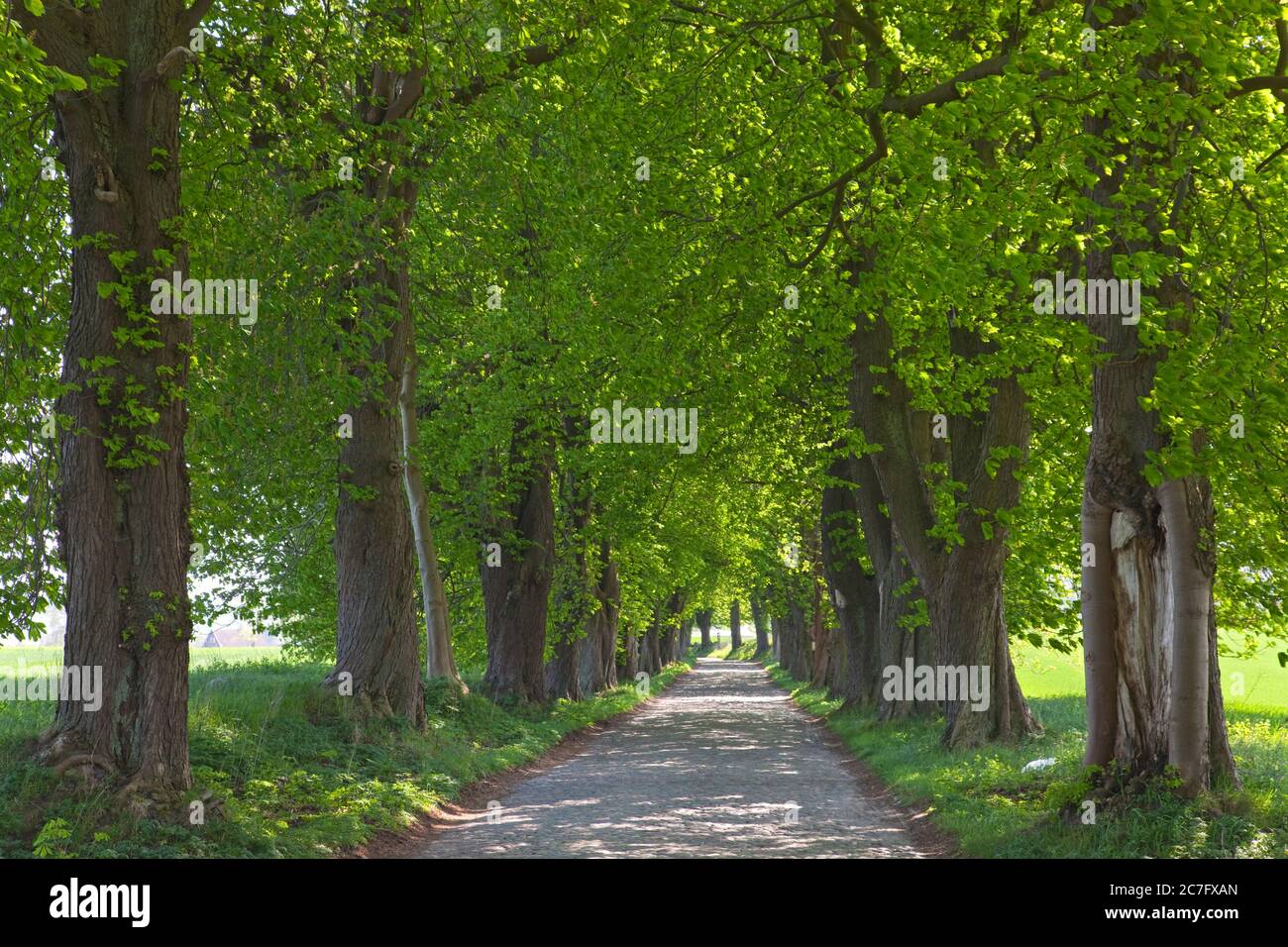 Germania, Meclemburgo-Pomerania occidentale, Mar Baltico, Isola di Ruegen, Lancken-Granitz, ave. Foto Stock