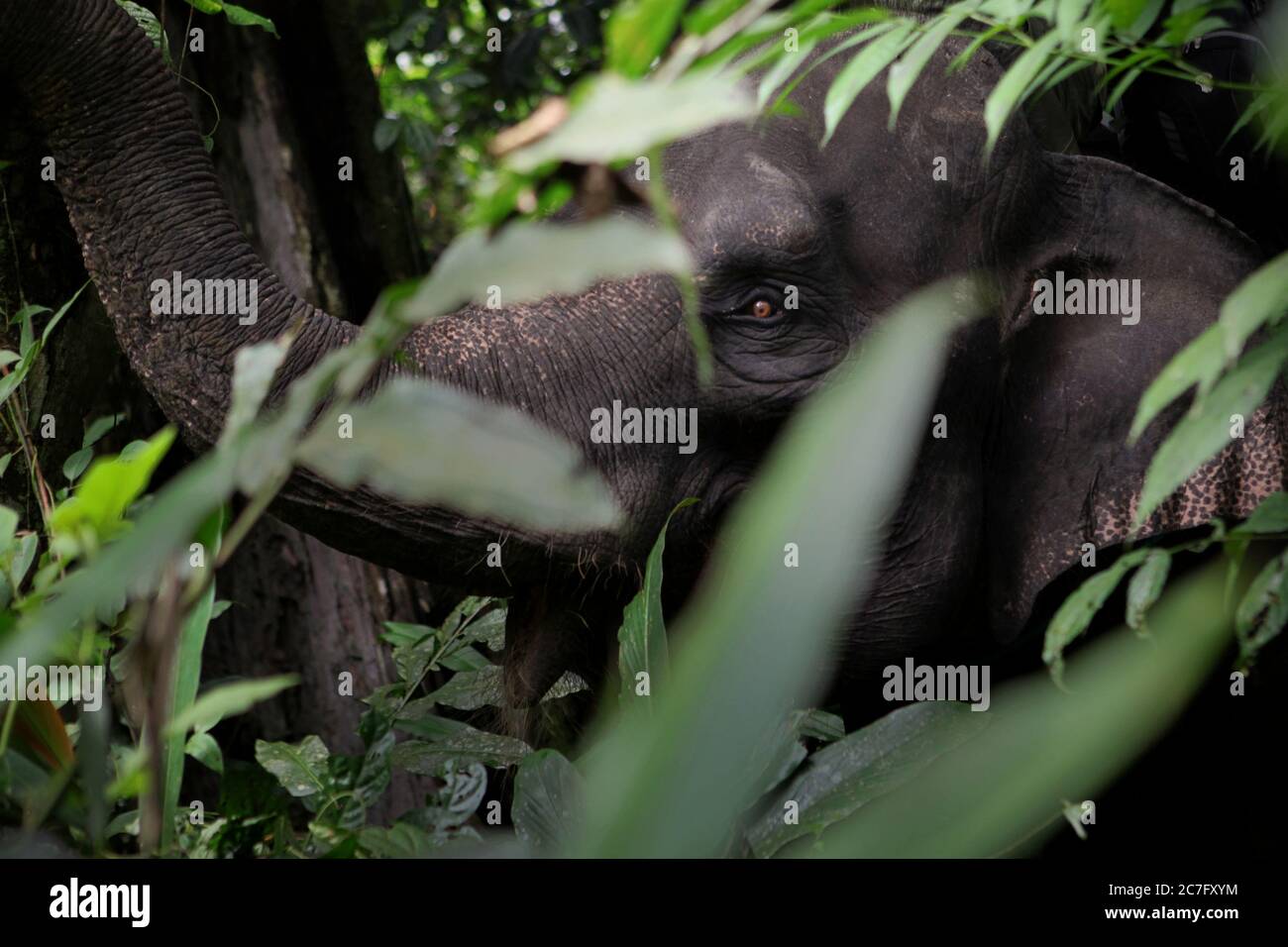 Un elefante di sumatran (Elephas maximus sumatrano), membro dell'unità di risposta alla conservazione (CRU) nella foresta di Tangkahan, Sumatra del Nord, Indonesia. Foto Stock