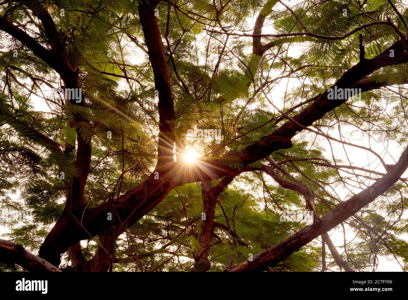 Fotografia naturalistica del sole che sorge davanti all'albero Foto Stock