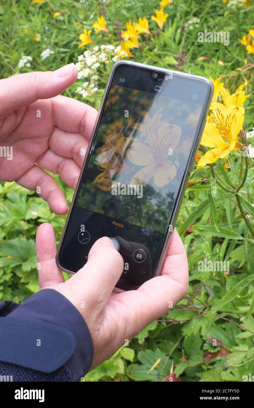 Identificazione dei fiori utilizzando un'app Plant id su un telefono cellulare (cellulare). L'immagine mostra Alstroemeria aurea (fiori gialli) conosciuto anche come giglio peruviano Foto Stock