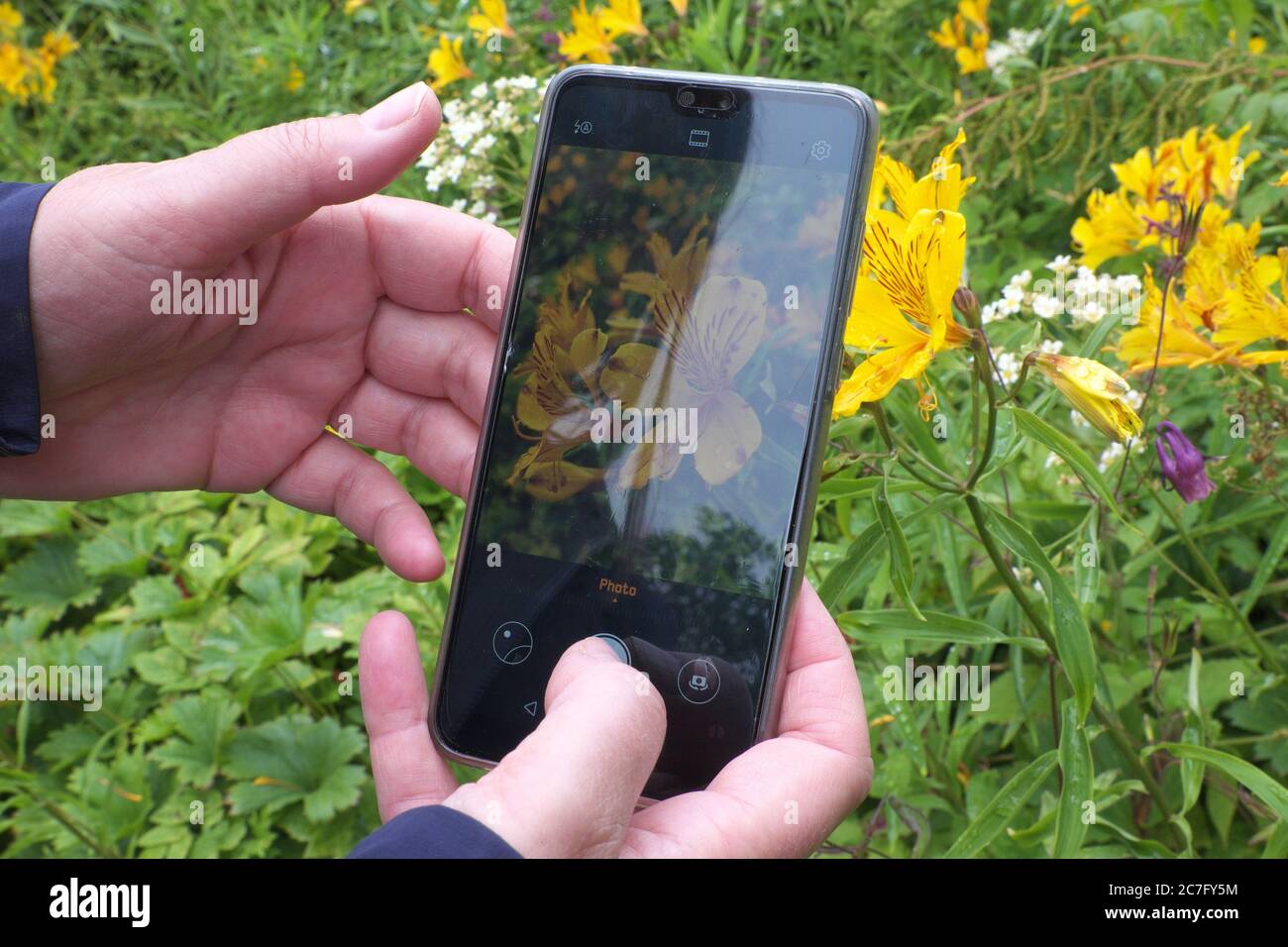 Identificazione dei fiori utilizzando un'app Plant id su un telefono cellulare (cellulare). L'immagine mostra Alstroemeria aurea (fiori gialli) conosciuto anche come giglio peruviano Foto Stock