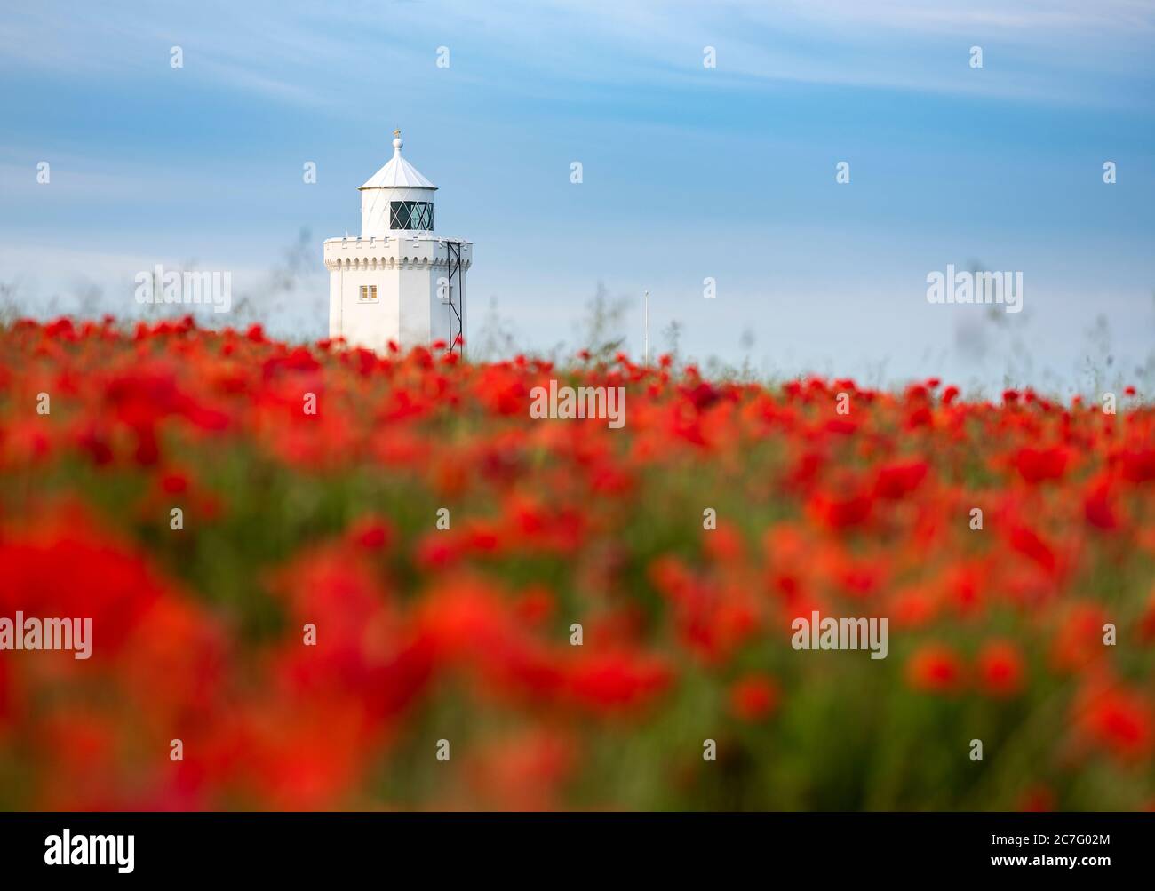 Red Poppies di fronte al South Foreland Lighthouse; un albergo di proprietà del National Trust sulla Kent Coast vicino dover. Foto Stock