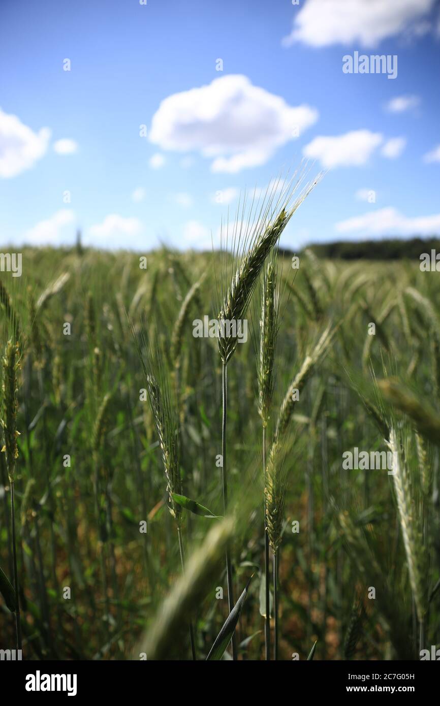 Campo di grano su un terreno agricolo Foto Stock