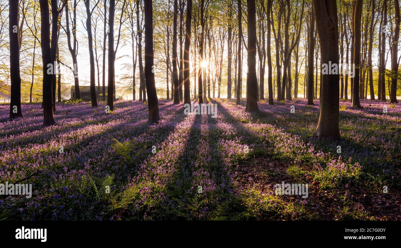 Sunrise in un inglese Bluebell woodland durante la primavera. King's legno, Challock, Kent. Foto Stock